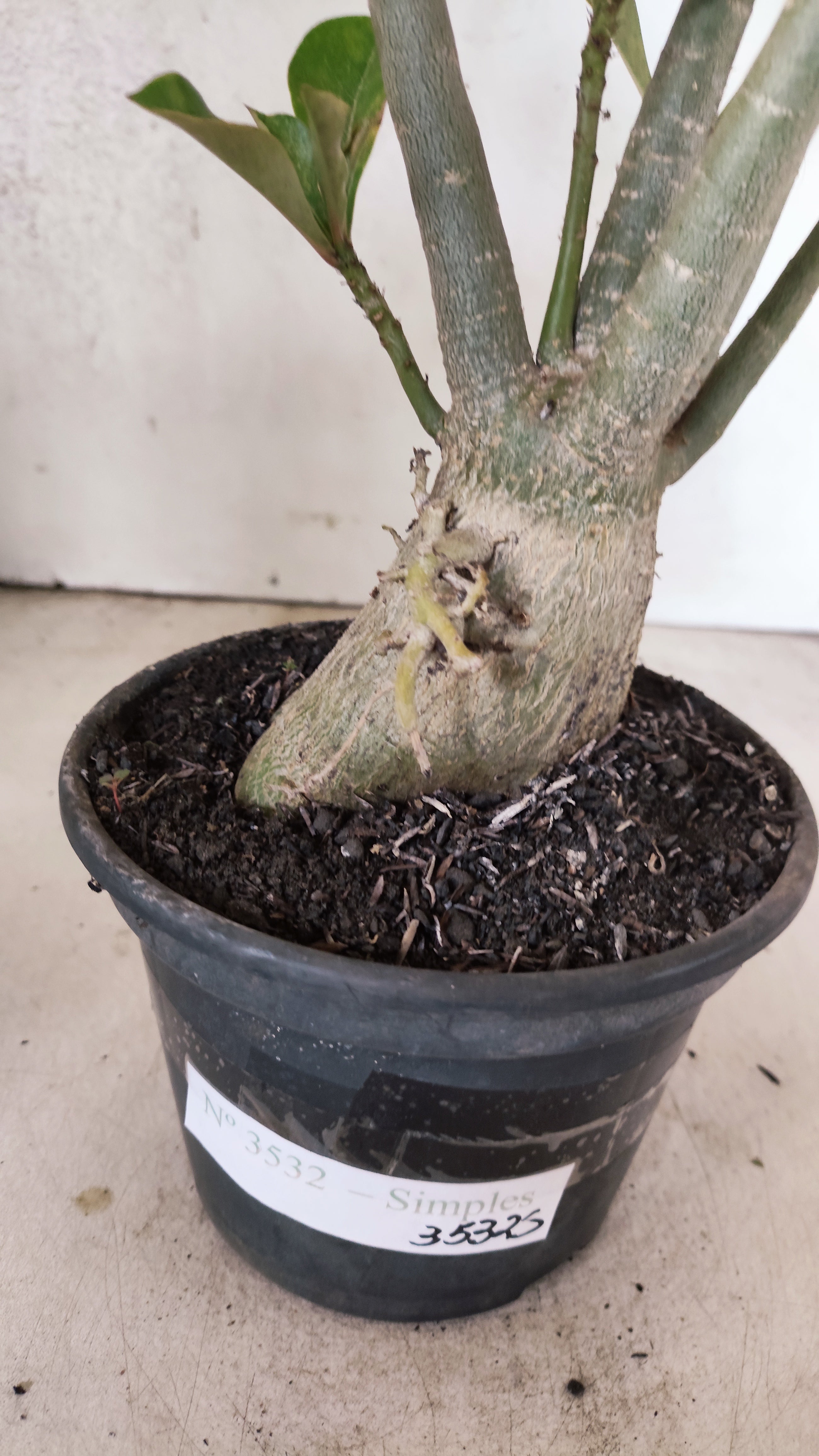 Planta Simples 3532 – 35cm – 03 anos