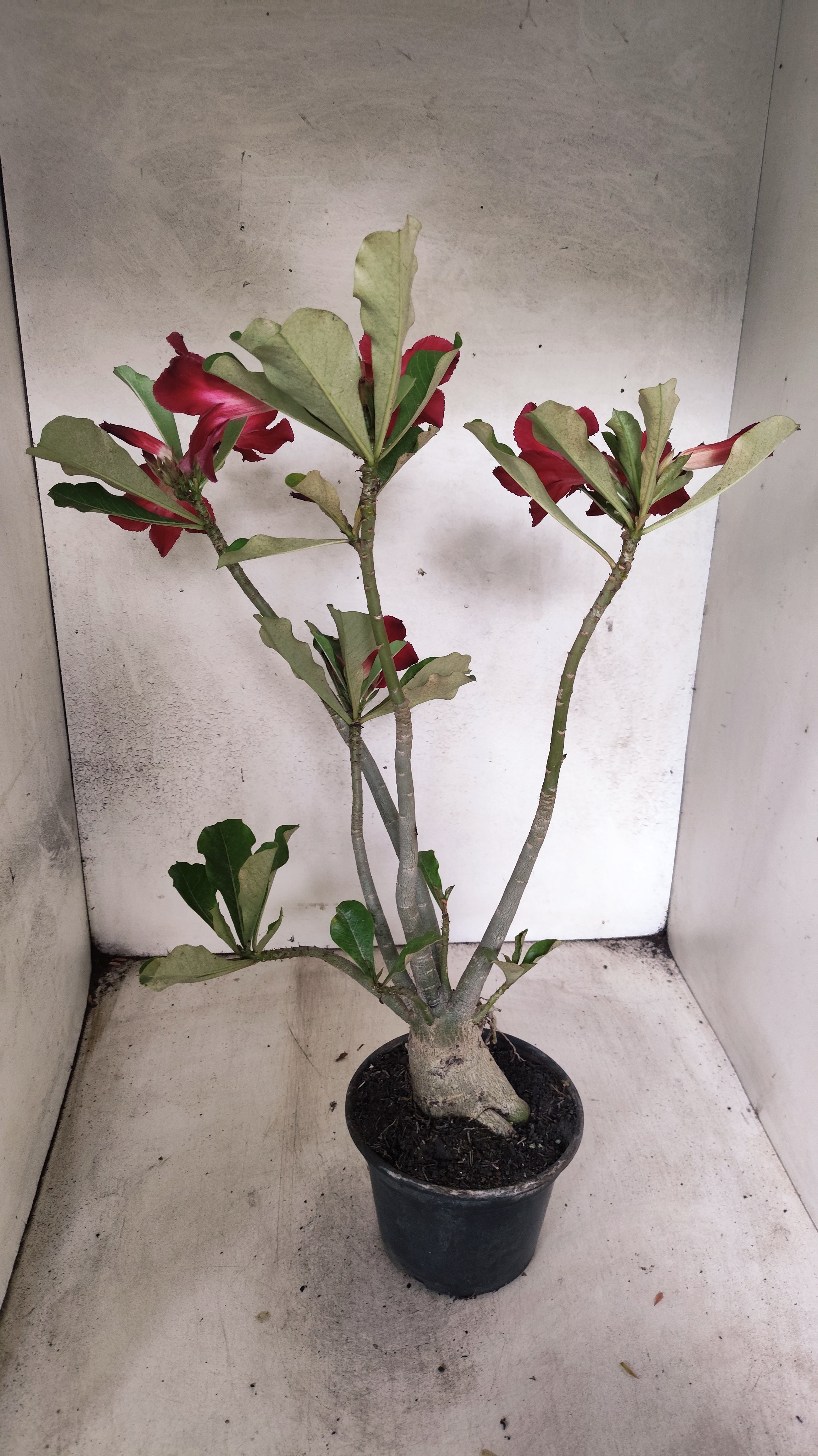 Planta Simples 3532 – 35cm – 03 anos