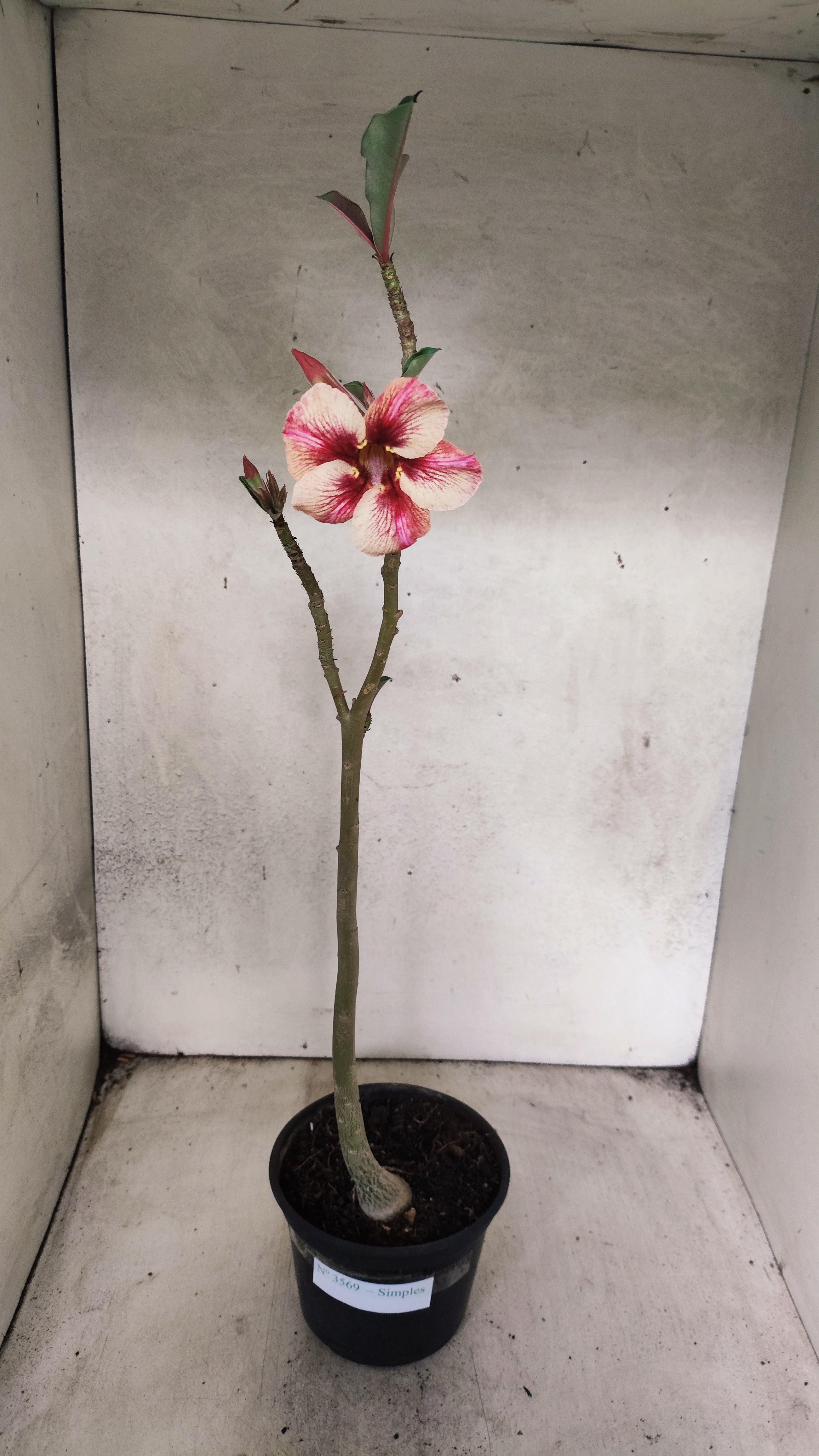 Planta Simples 3569 – 30cm – 02 anos