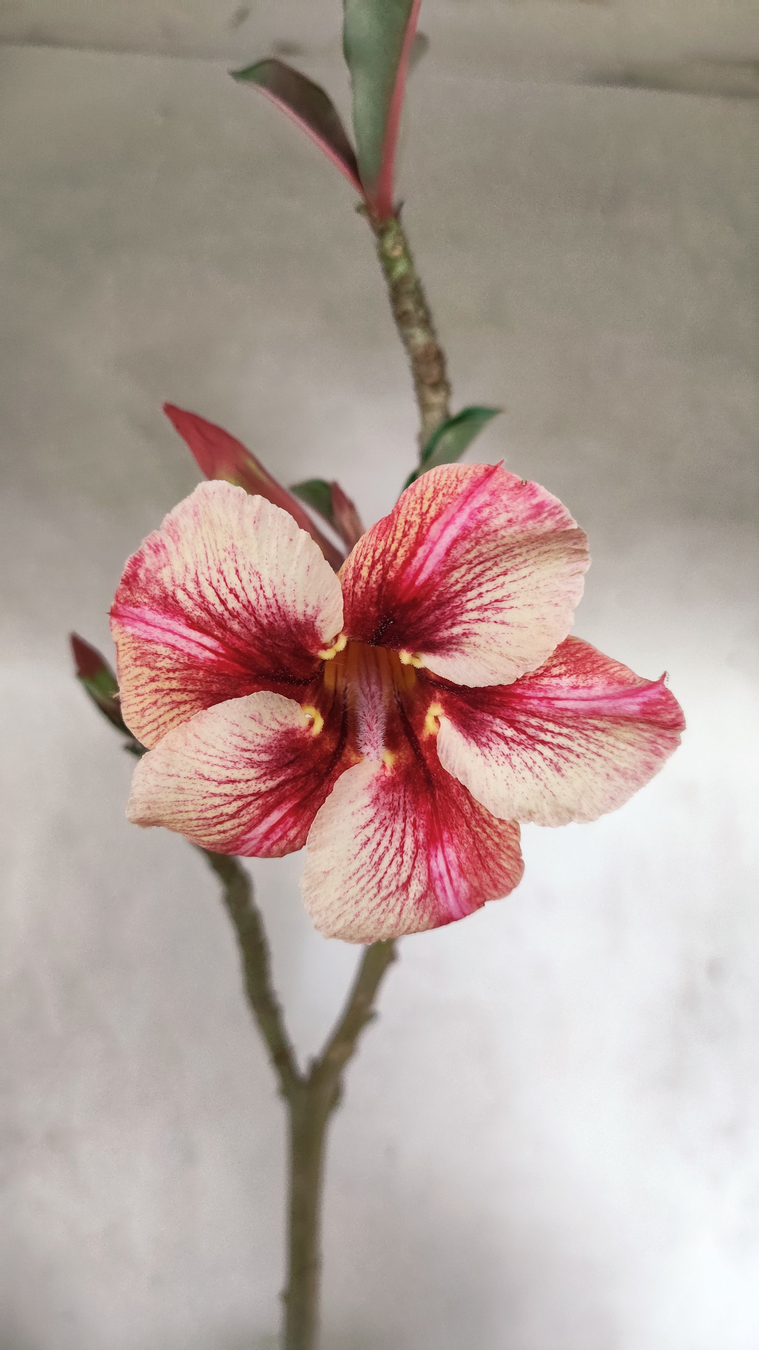 Planta Simples 3569 – 30cm – 02 anos