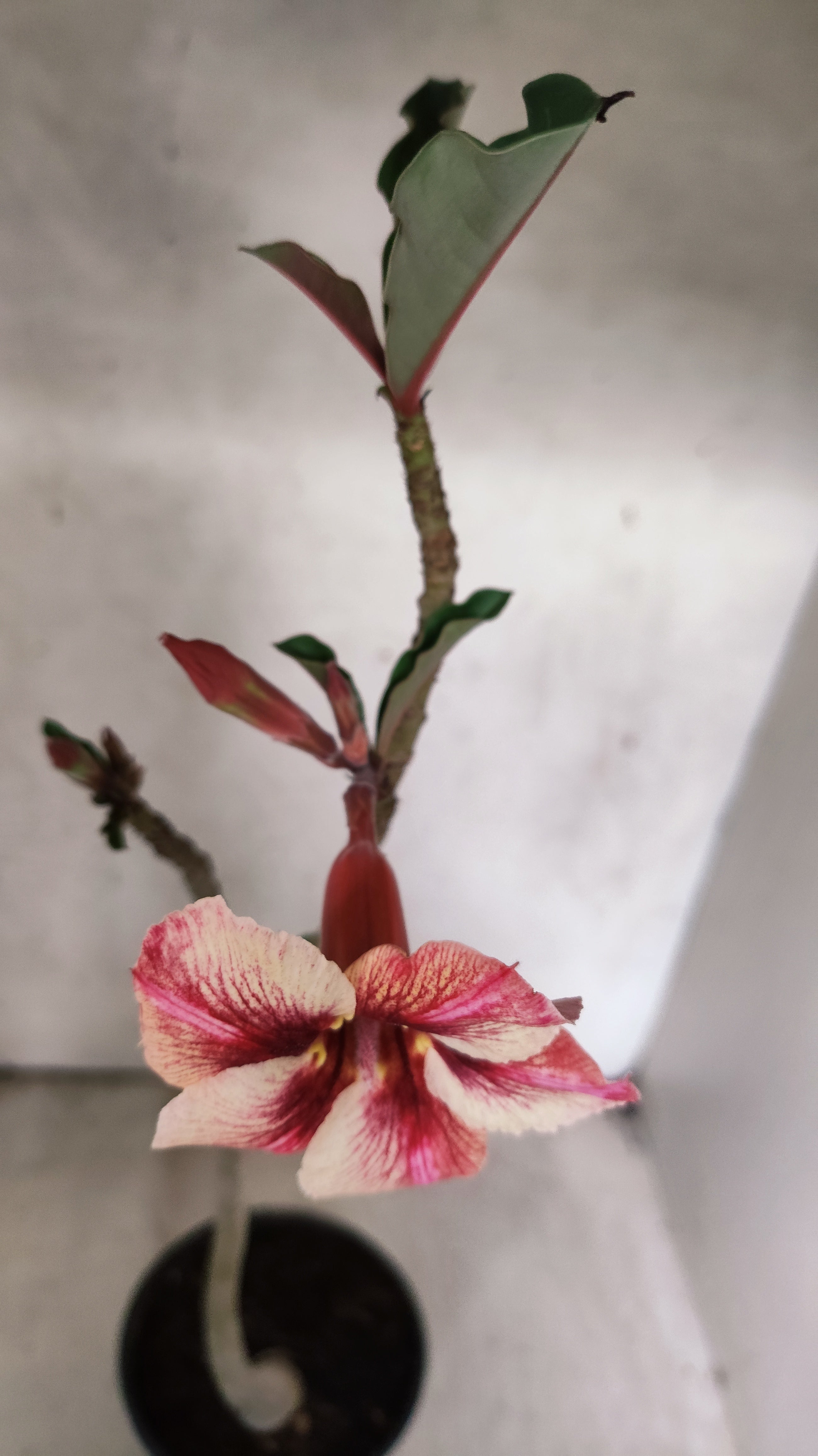 Planta Simples 3569 – 30cm – 02 anos
