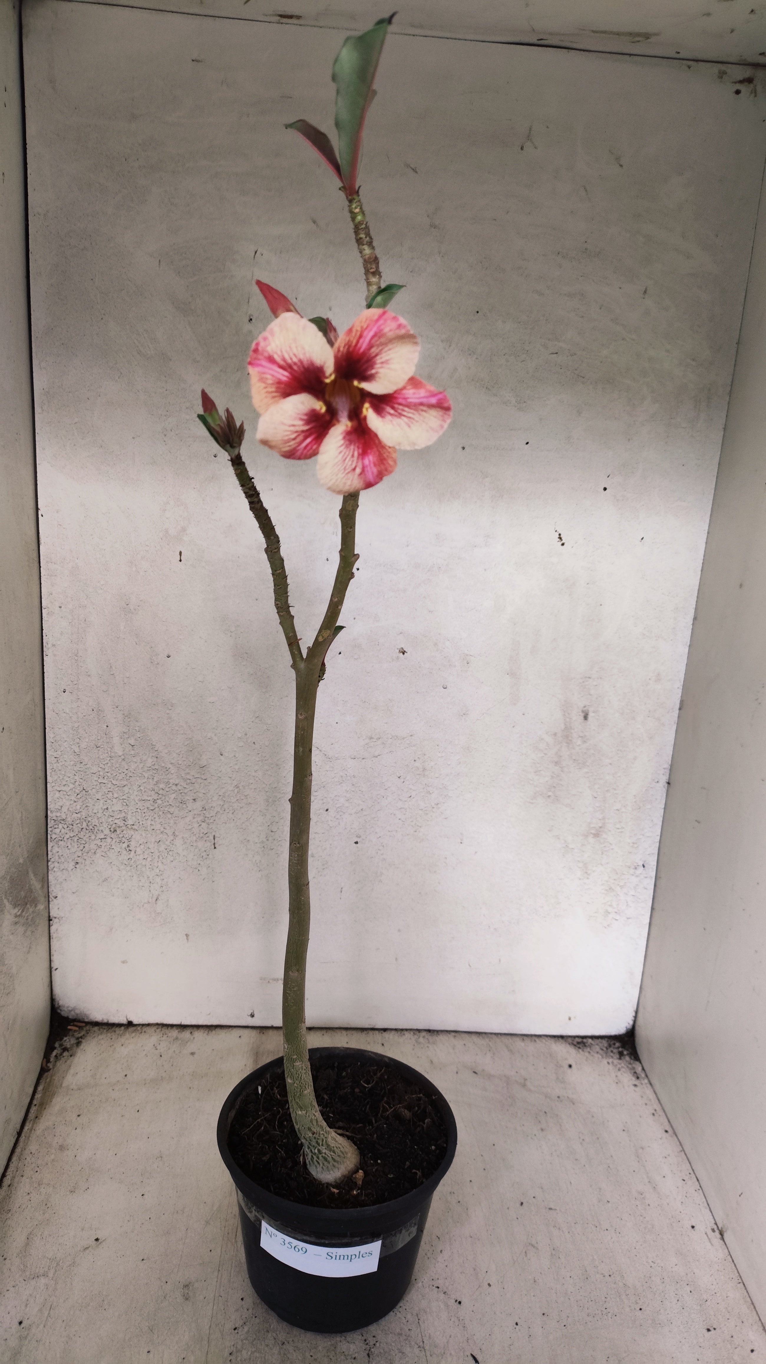 Planta Simples 3569 – 30cm – 02 anos