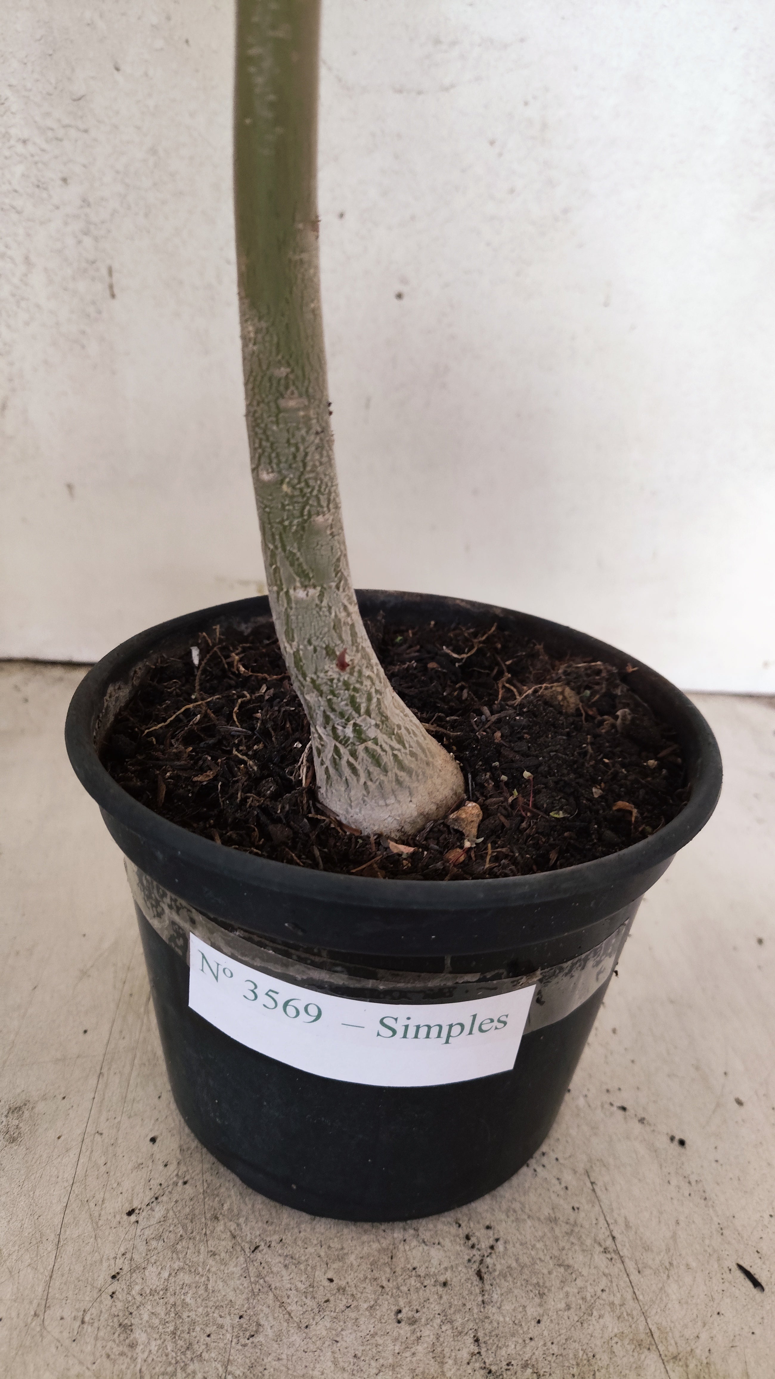 Planta Simples 3569 – 30cm – 02 anos
