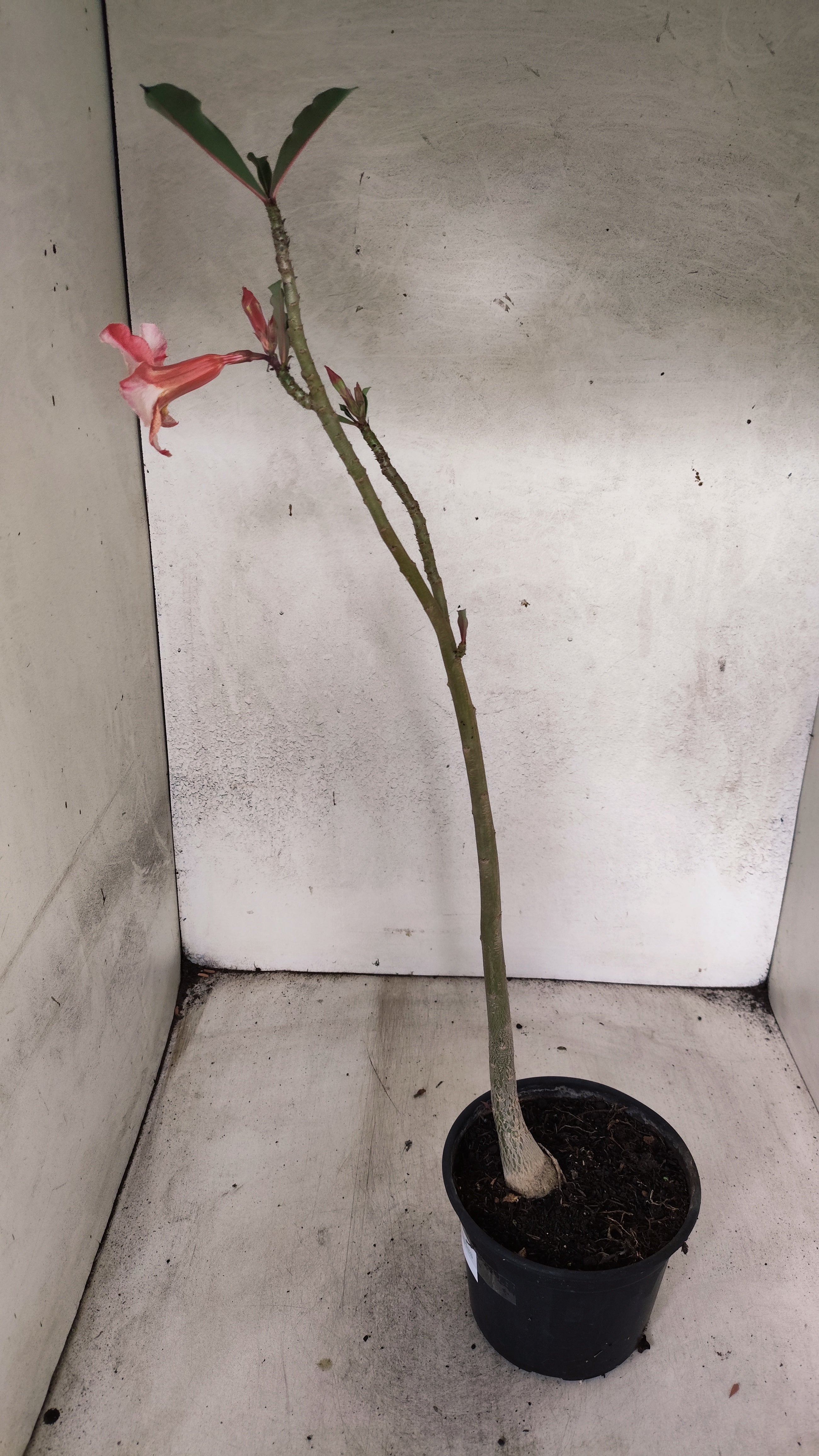 Planta Simples 3569 – 30cm – 02 anos