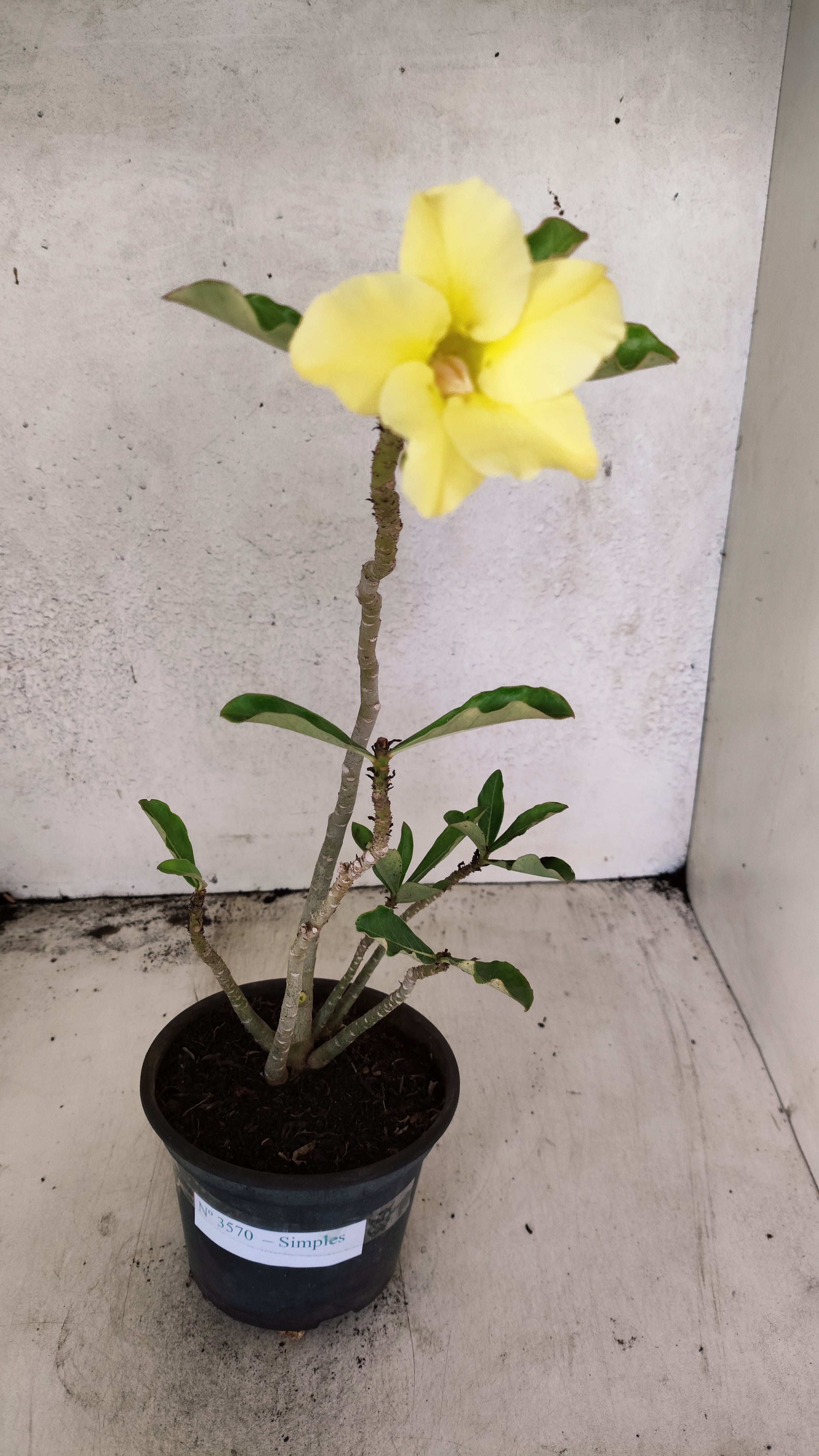 Planta Simples 3570 – 30cm – 02 anos