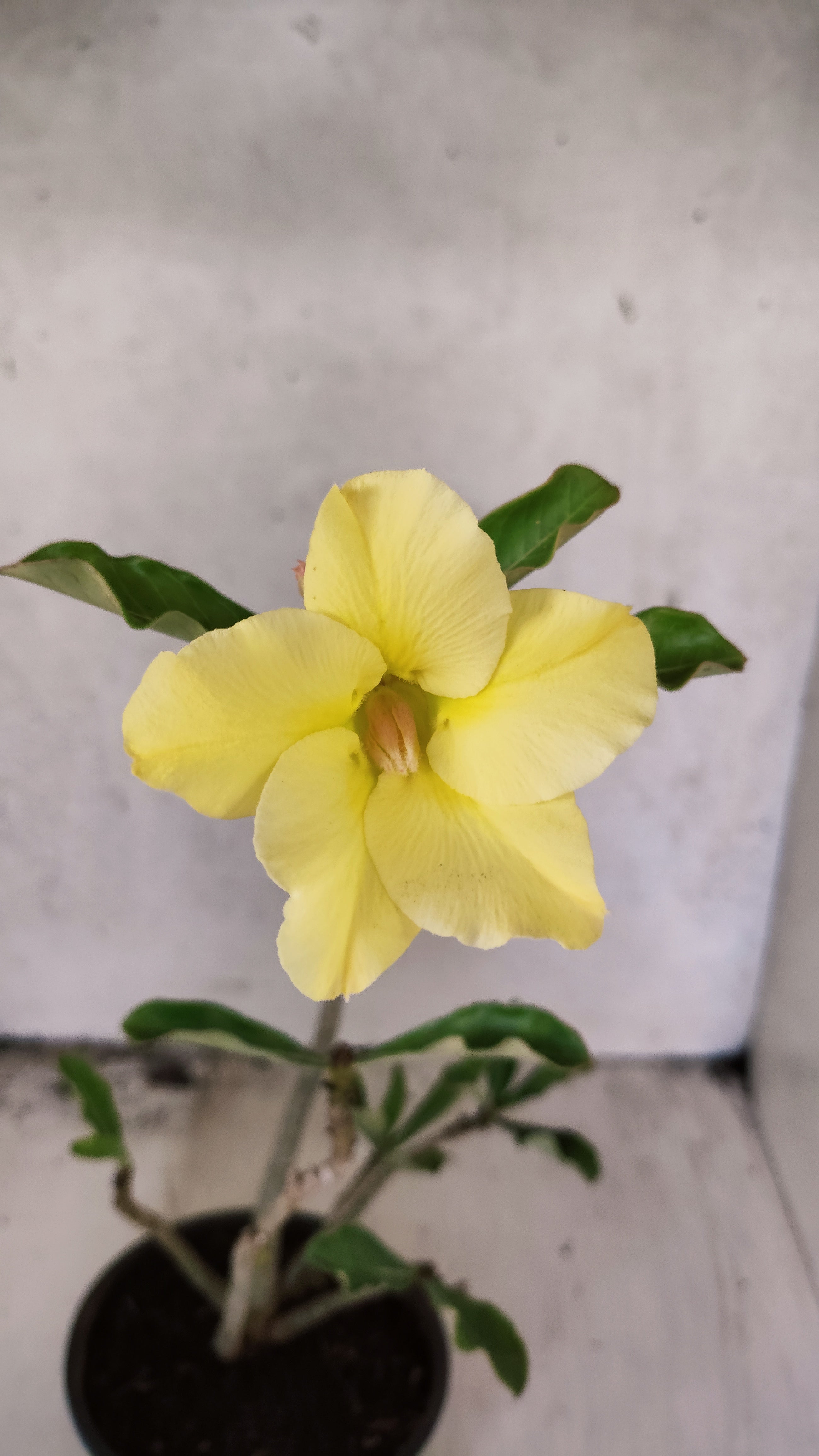 Planta Simples 3570 – 30cm – 02 anos