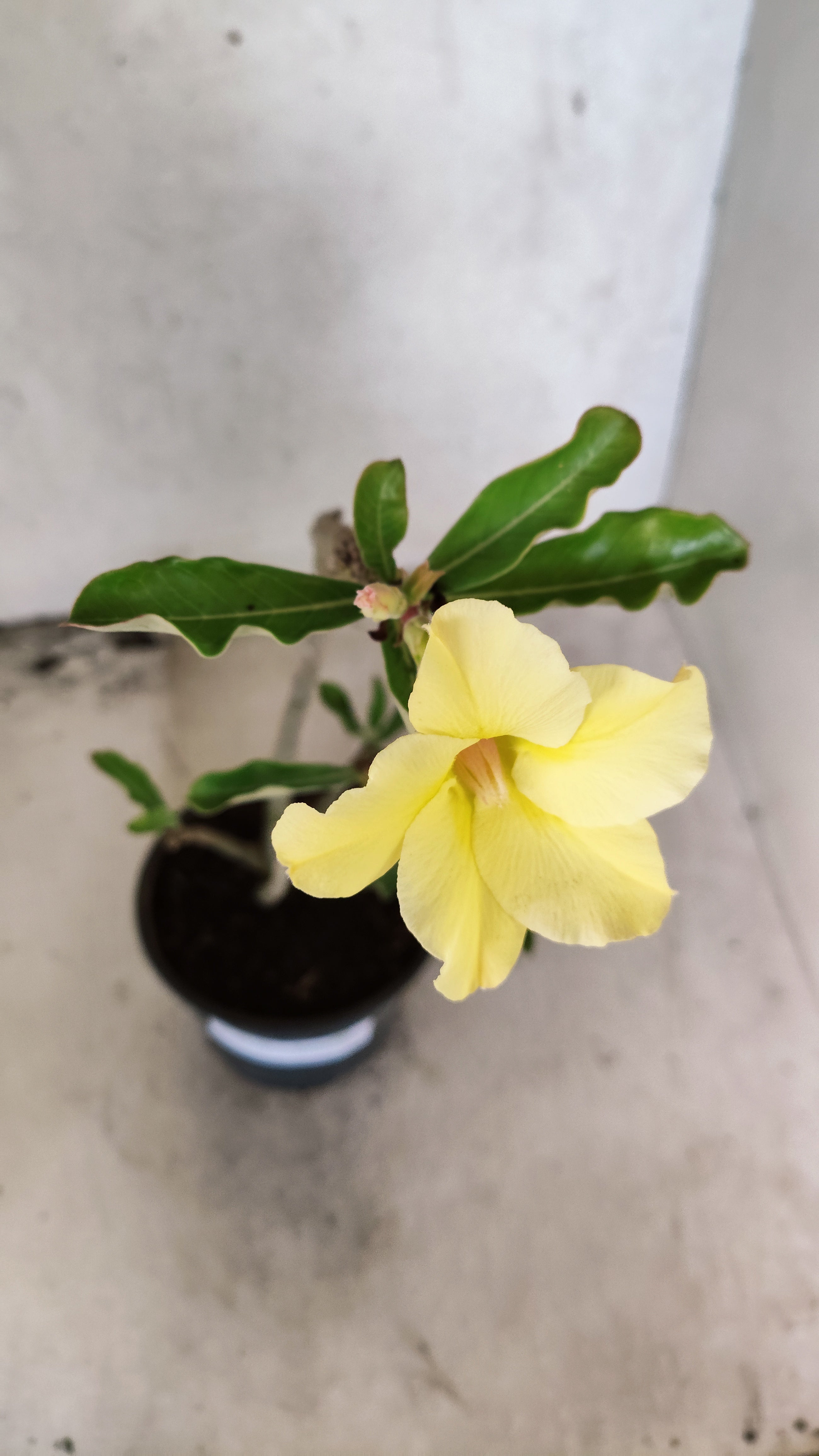 Planta Simples 3570 – 30cm – 02 anos