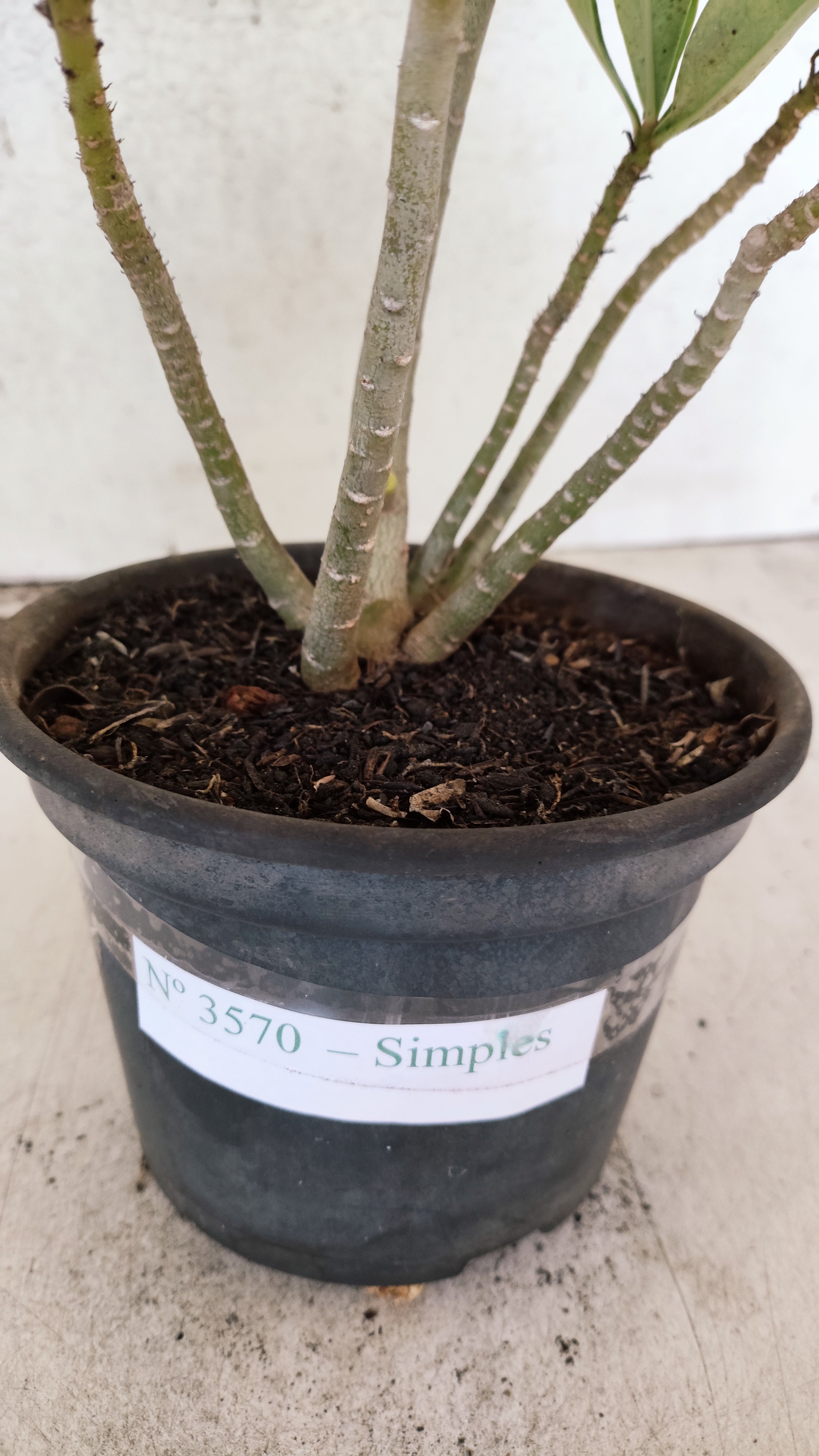 Planta Simples 3570 – 30cm – 02 anos