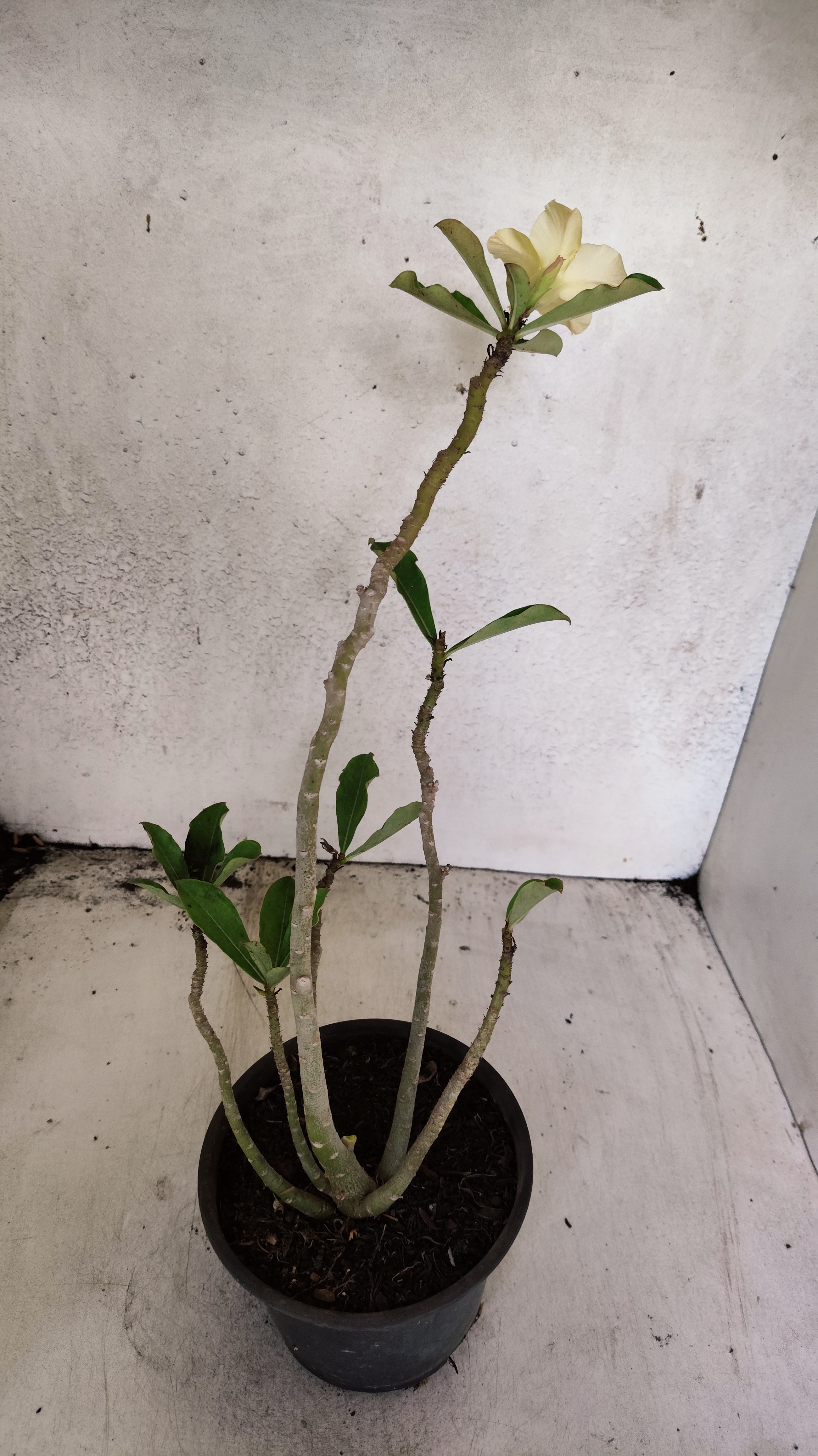 Planta Simples 3570 – 30cm – 02 anos