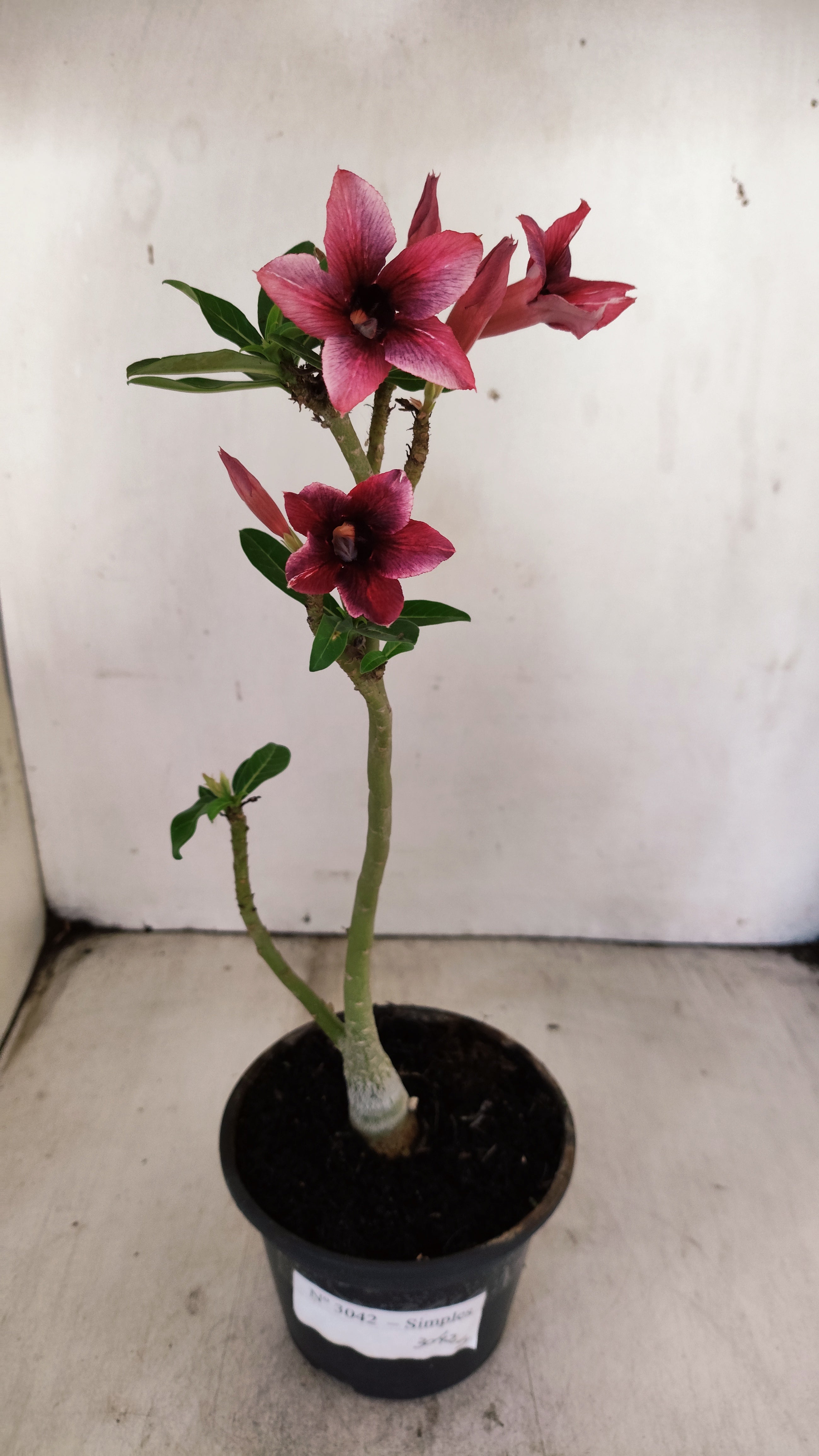 Planta Simples 3042 – 30cm – 02 anos