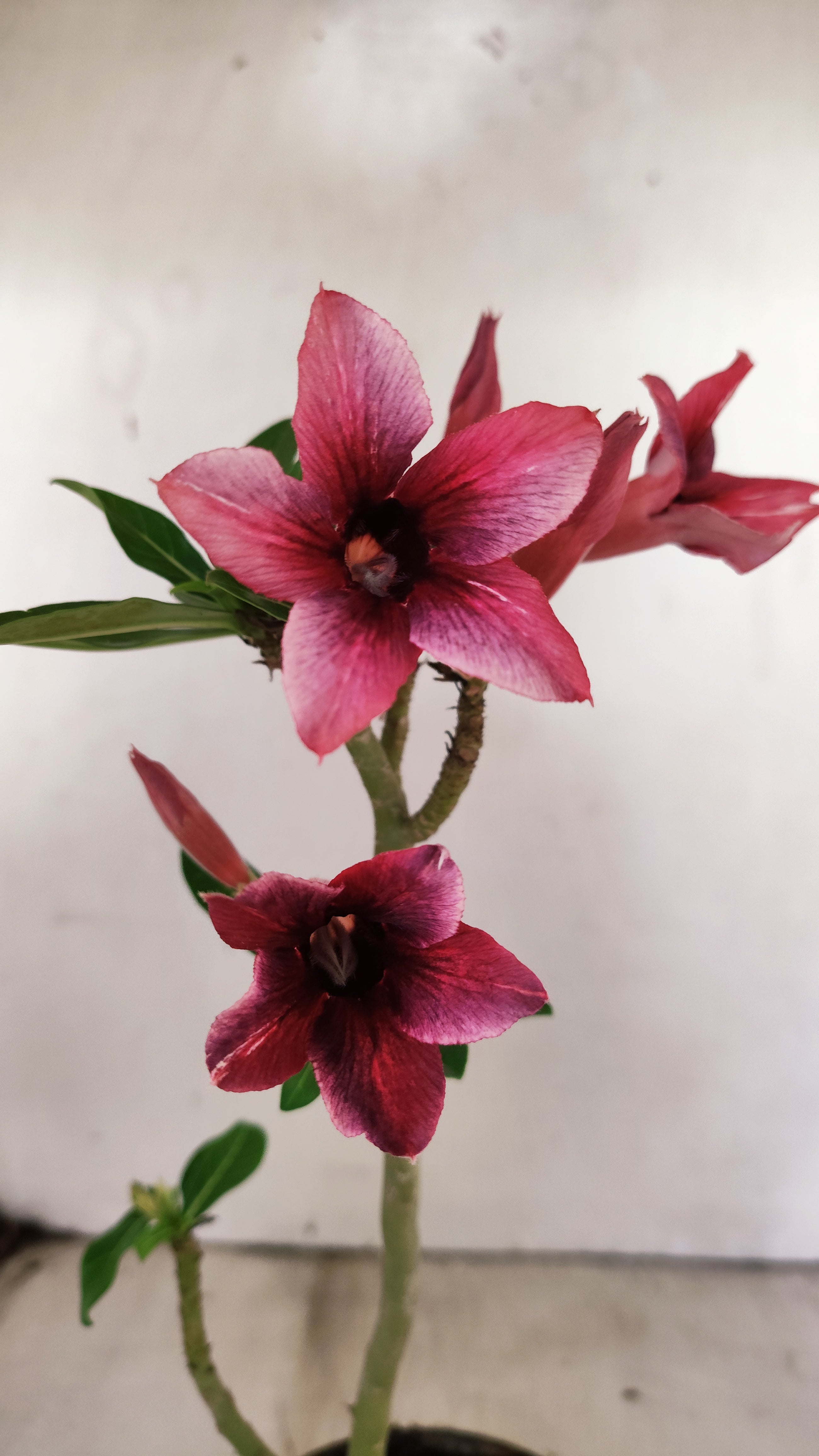 Planta Simples 3042 – 30cm – 02 anos