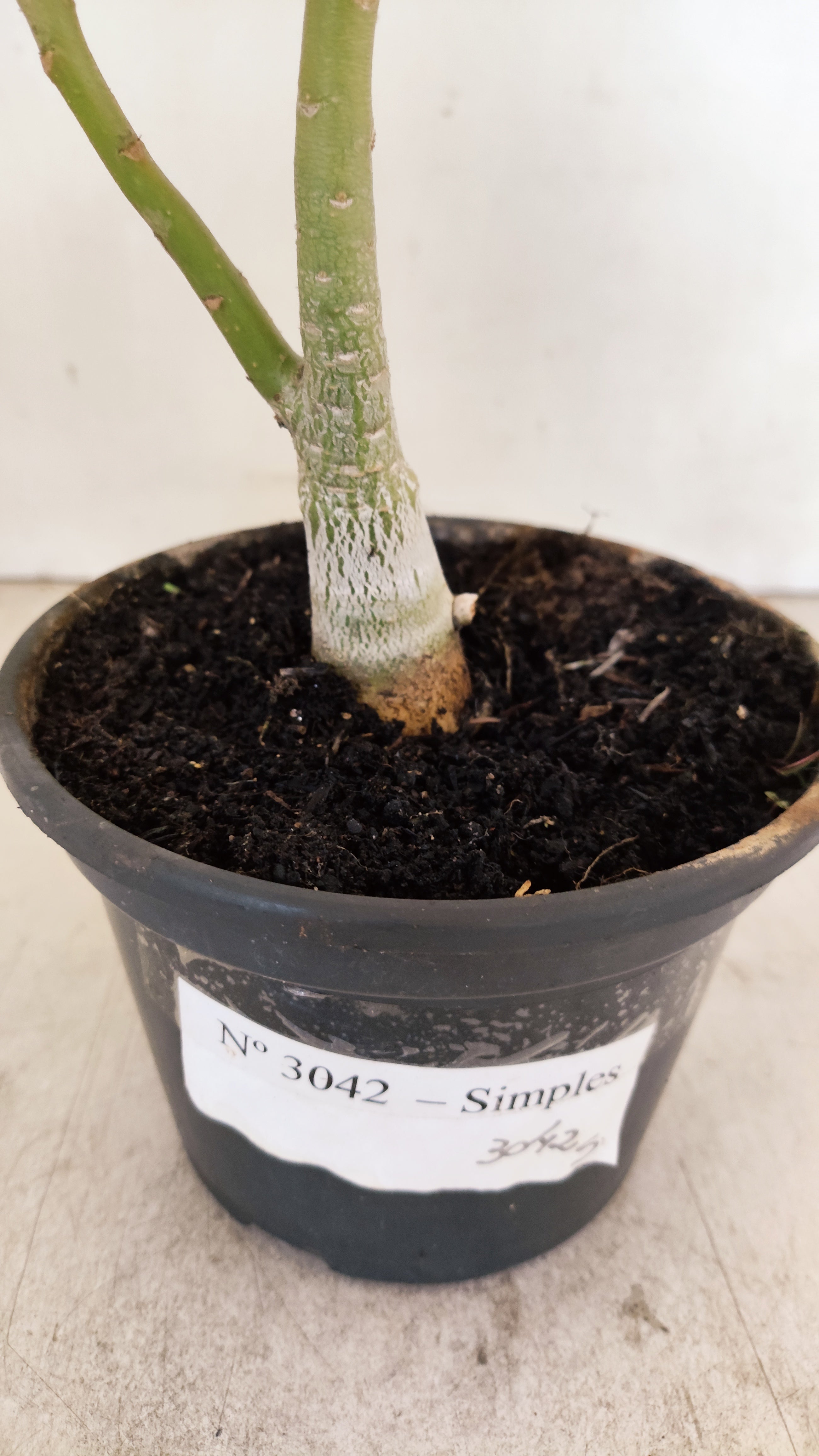 Planta Simples 3042 – 30cm – 02 anos