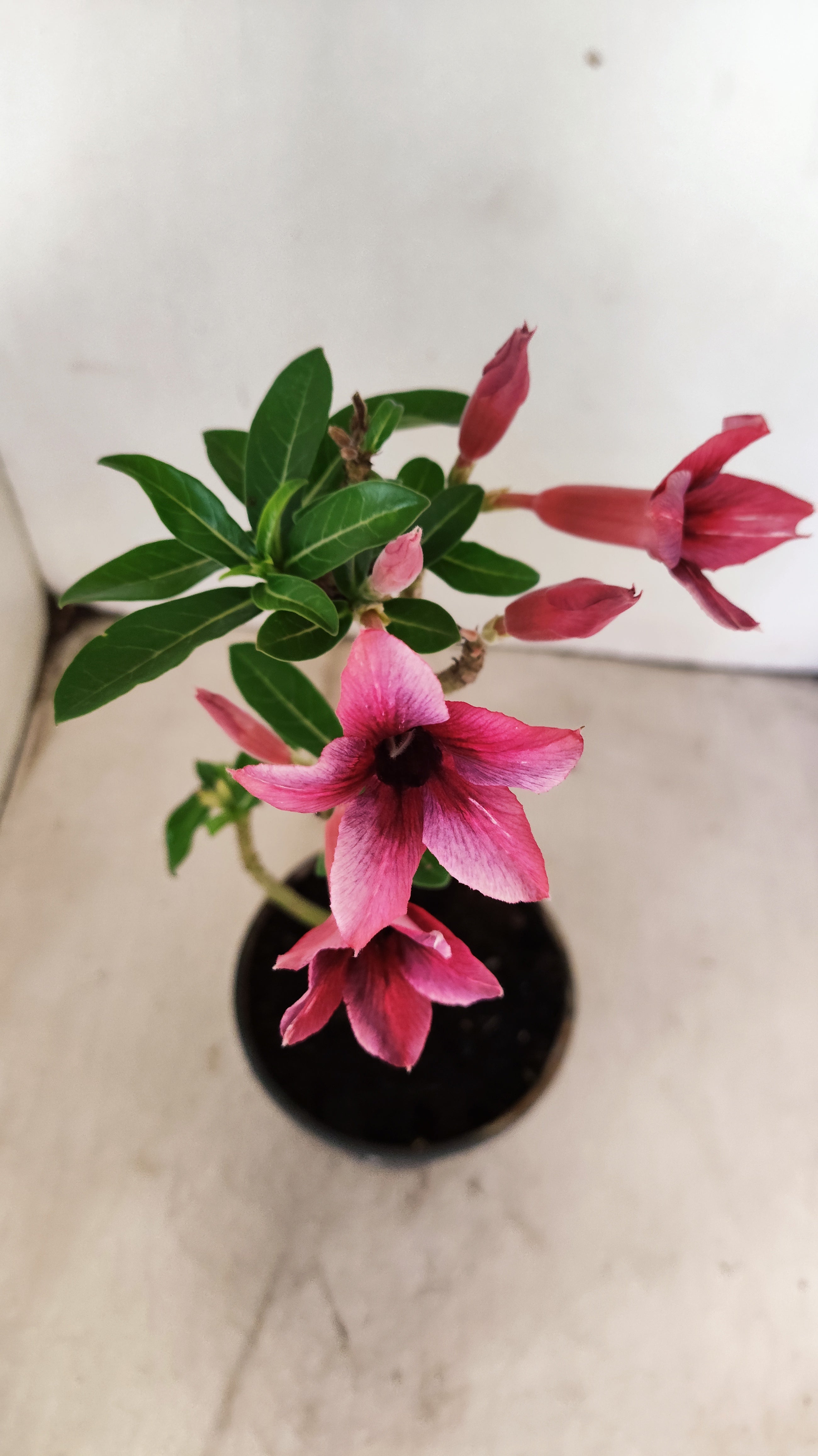 Planta Simples 3042 – 30cm – 02 anos