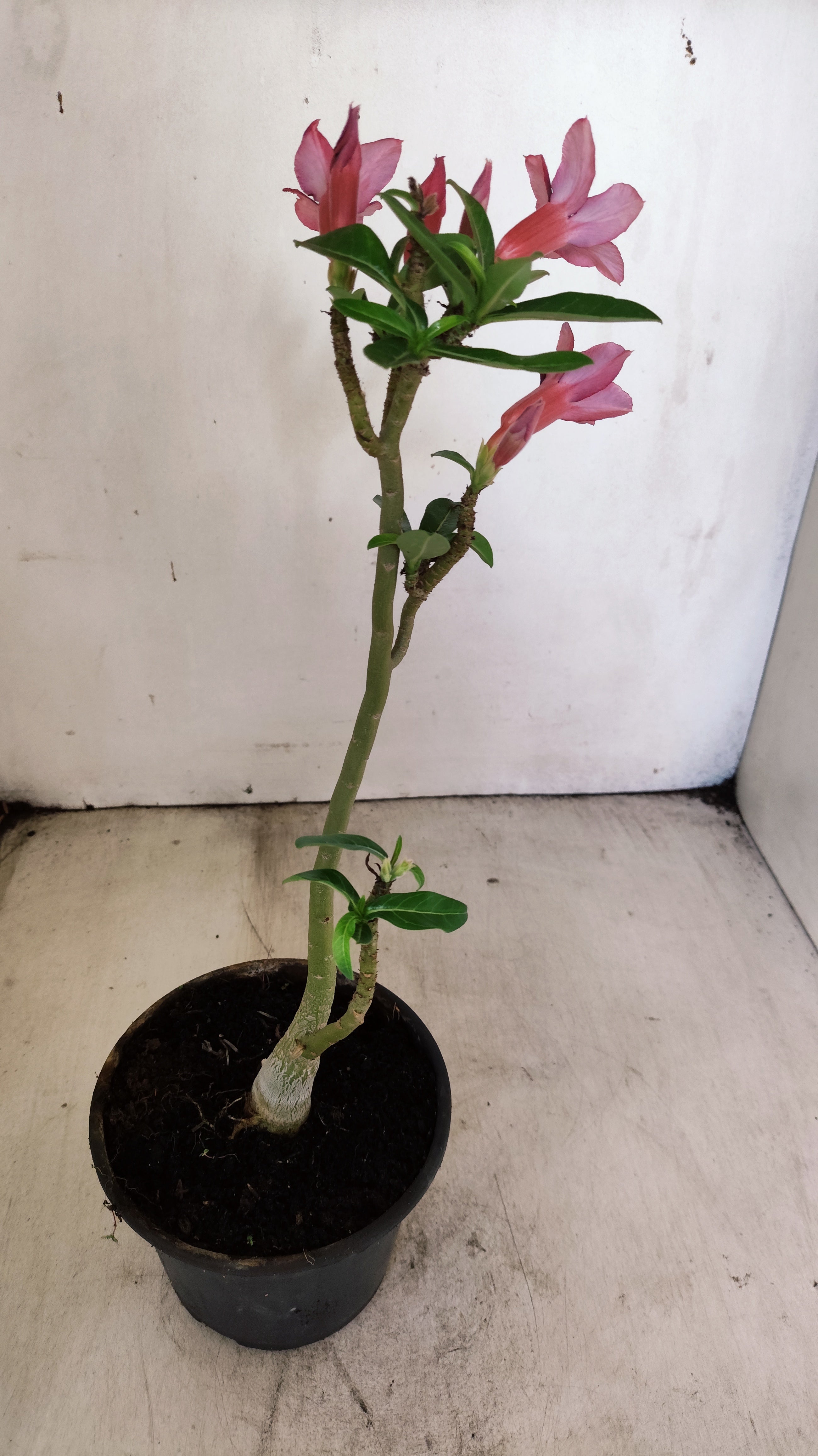 Planta Simples 3042 – 30cm – 02 anos