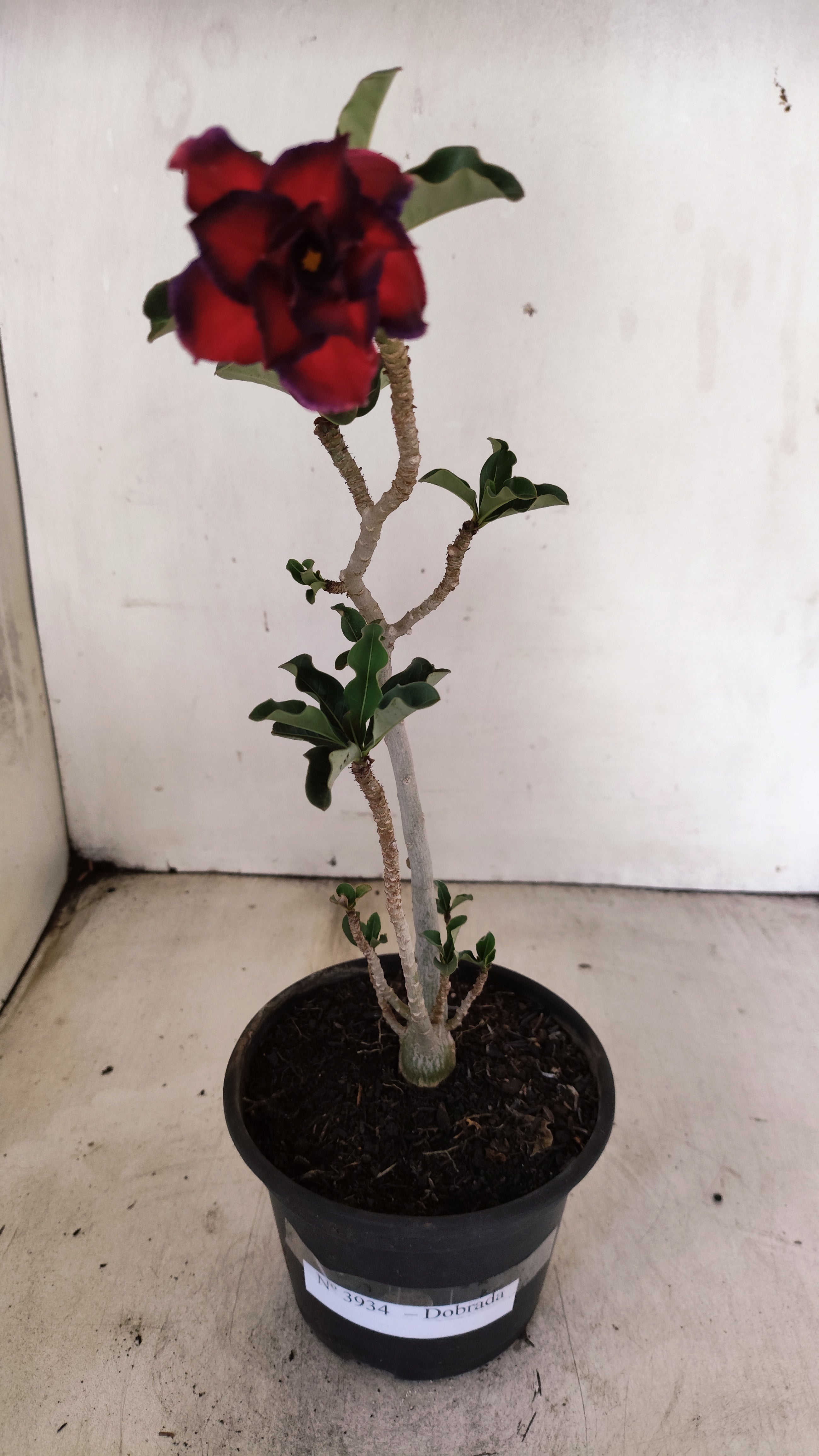 Planta Dobrada 3934 – 30cm – 02 anos