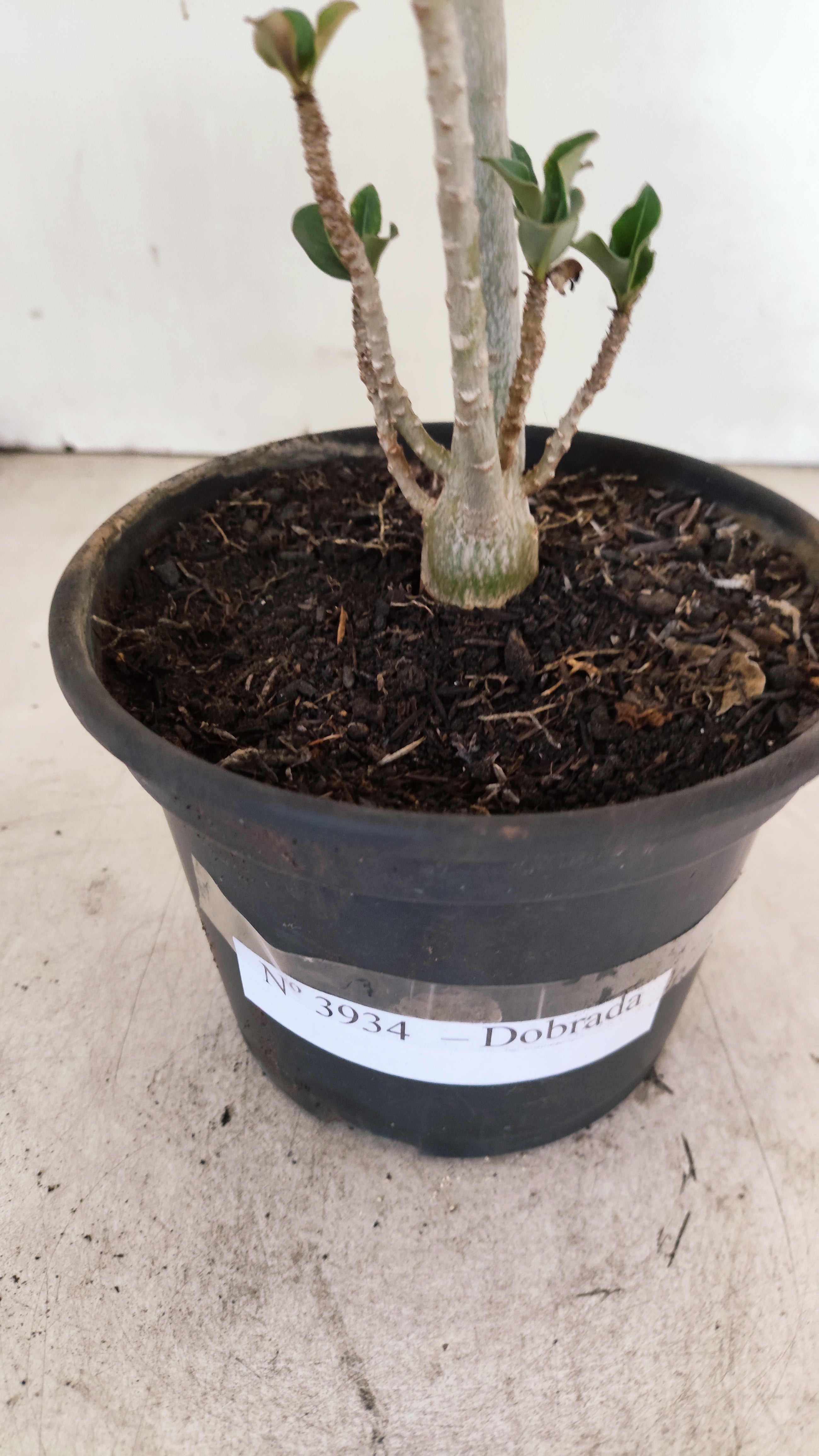 Planta Dobrada 3934 – 30cm – 02 anos