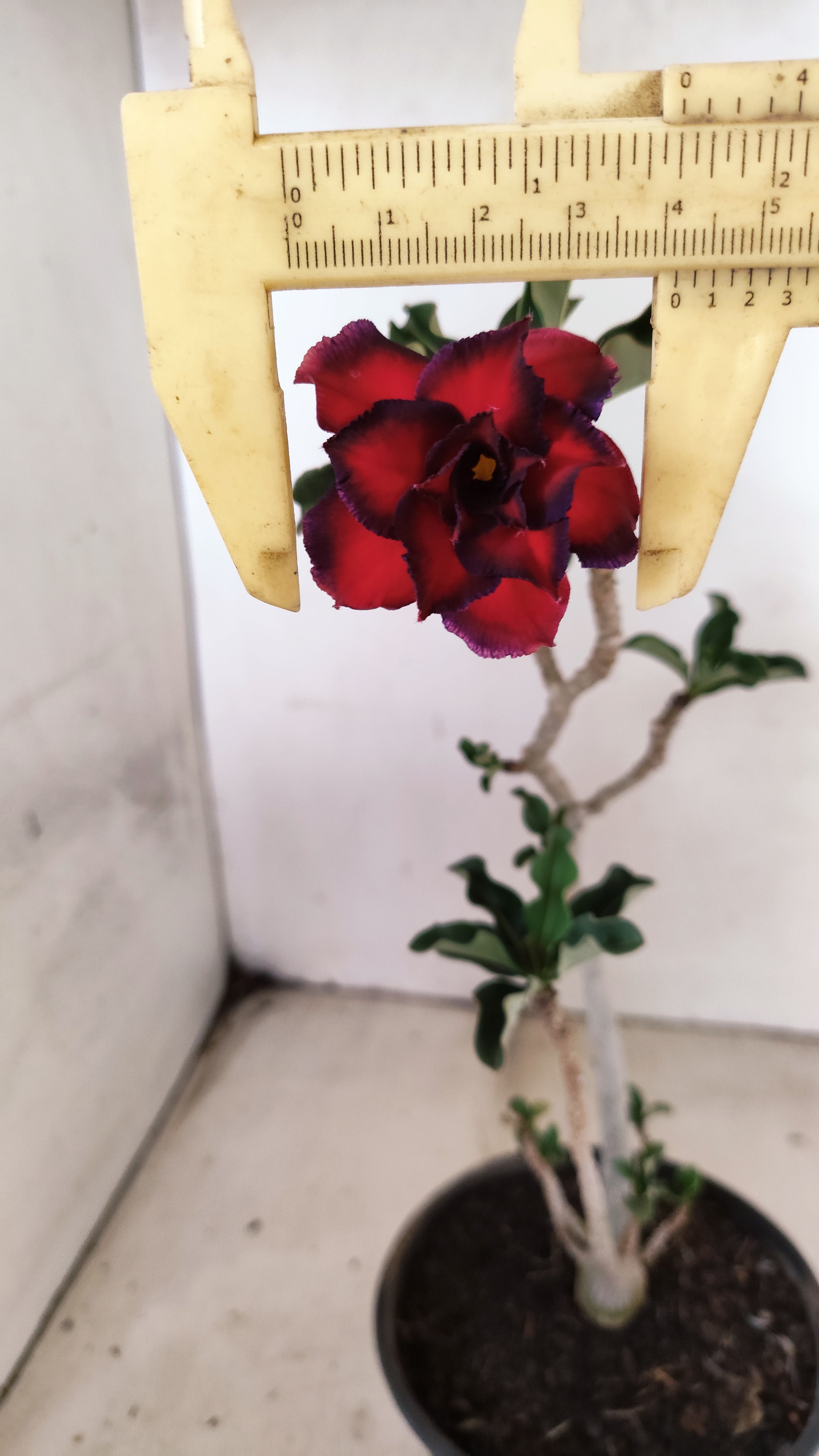 Planta Dobrada 3934 – 30cm – 02 anos