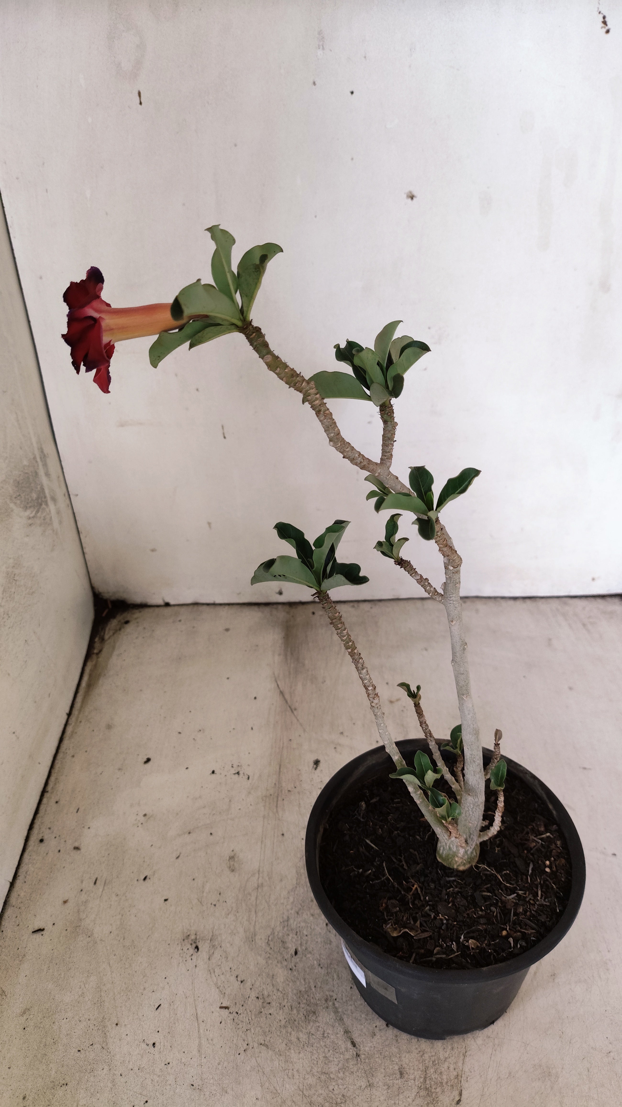 Planta Dobrada 3934 – 30cm – 02 anos