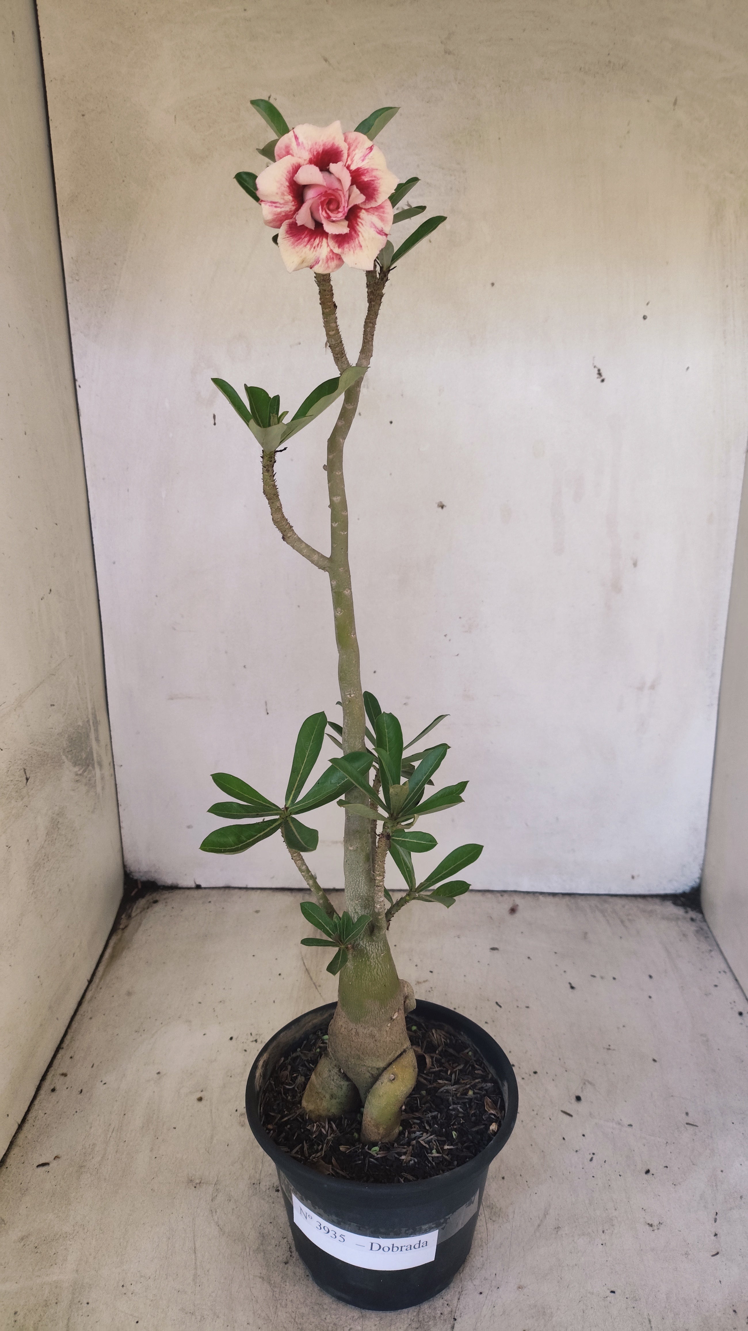 Planta Dobrada 3935 – 35cm – 03 anos