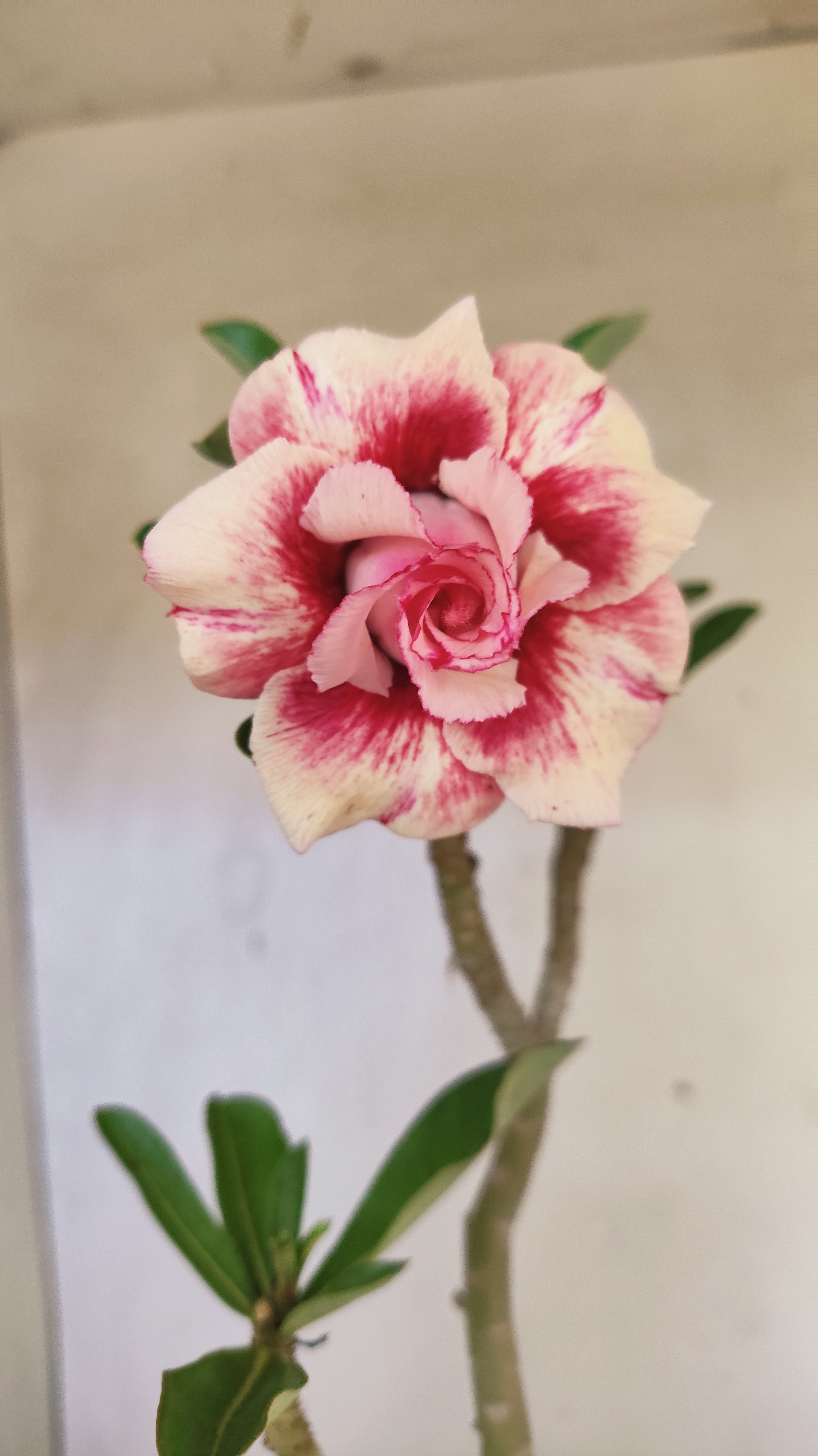 Planta Dobrada 3935 – 35cm – 03 anos