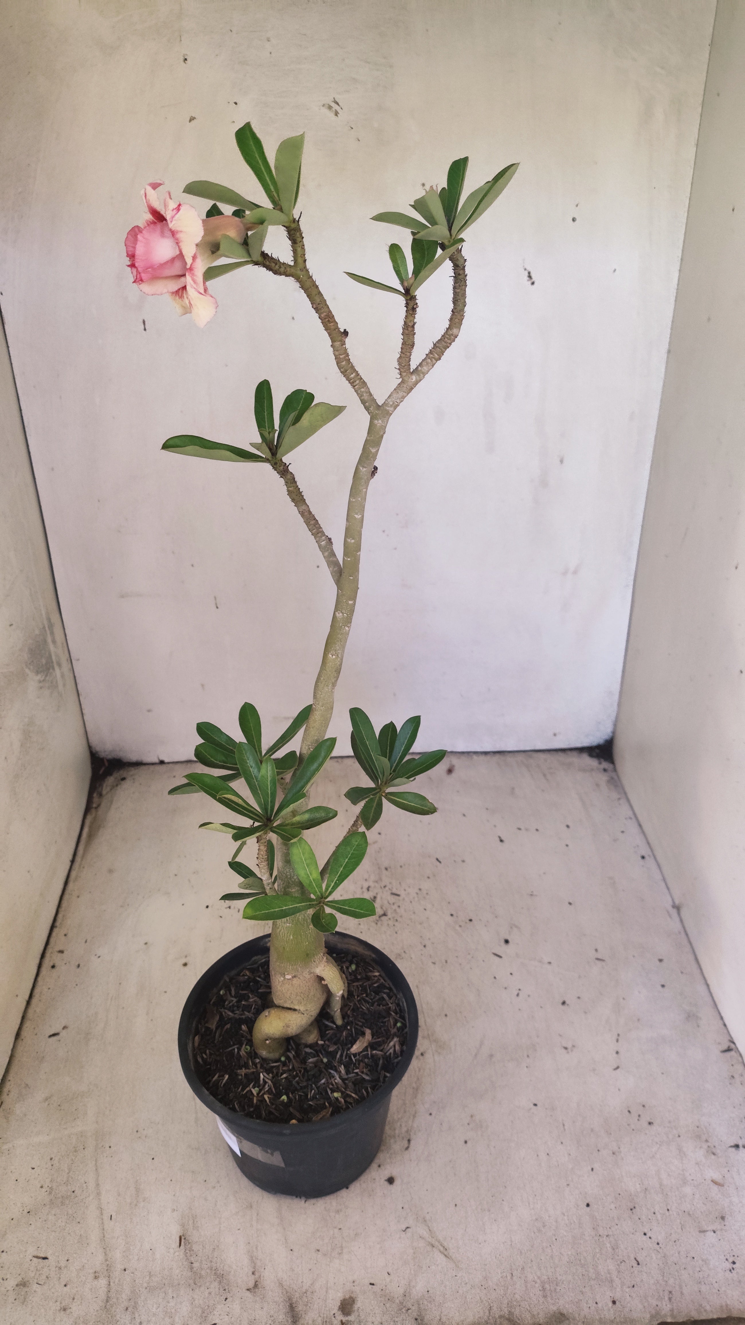 Planta Dobrada 3935 – 35cm – 03 anos