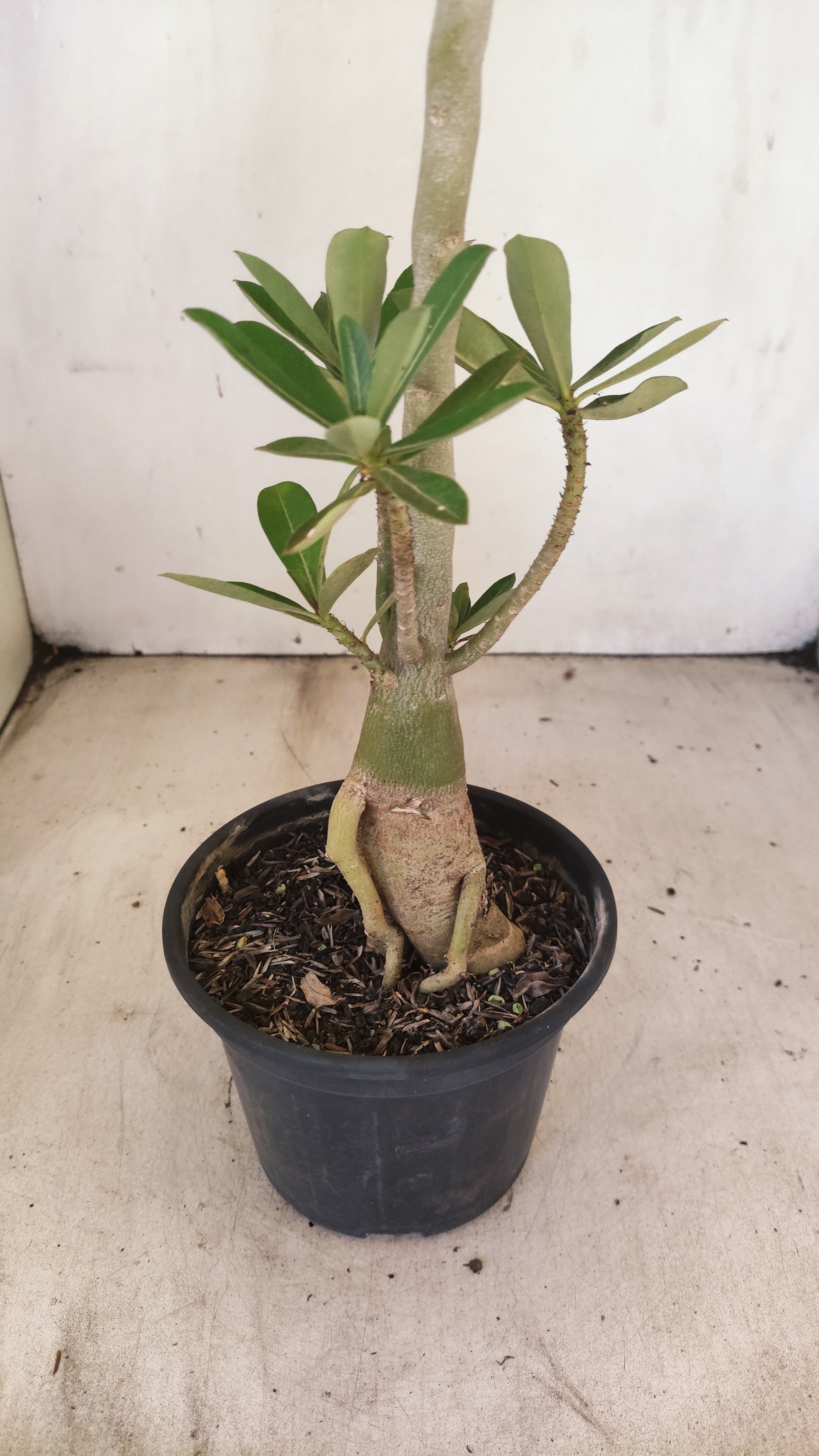 Planta Dobrada 3935 – 35cm – 03 anos