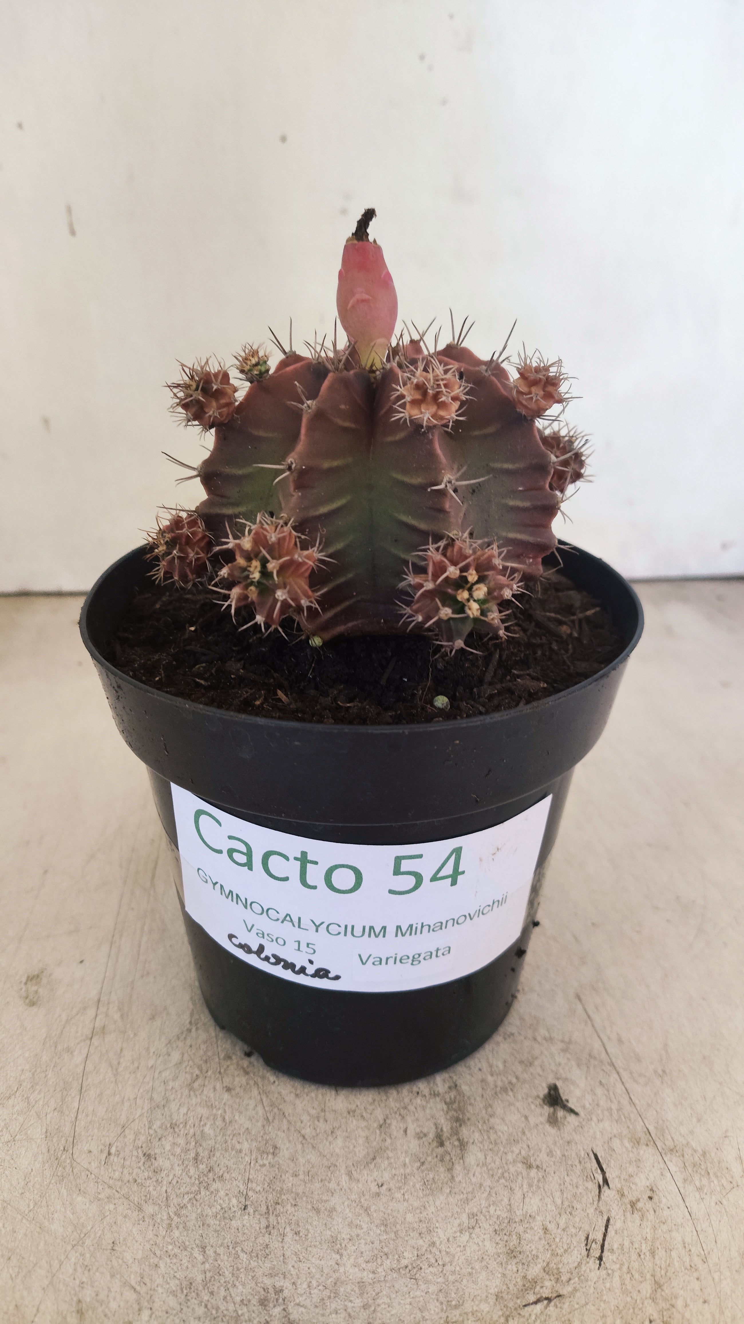 GYMNOCALYCIUM Mihanovichii Variegata "COLONIA" Nº 54 – vaso 15