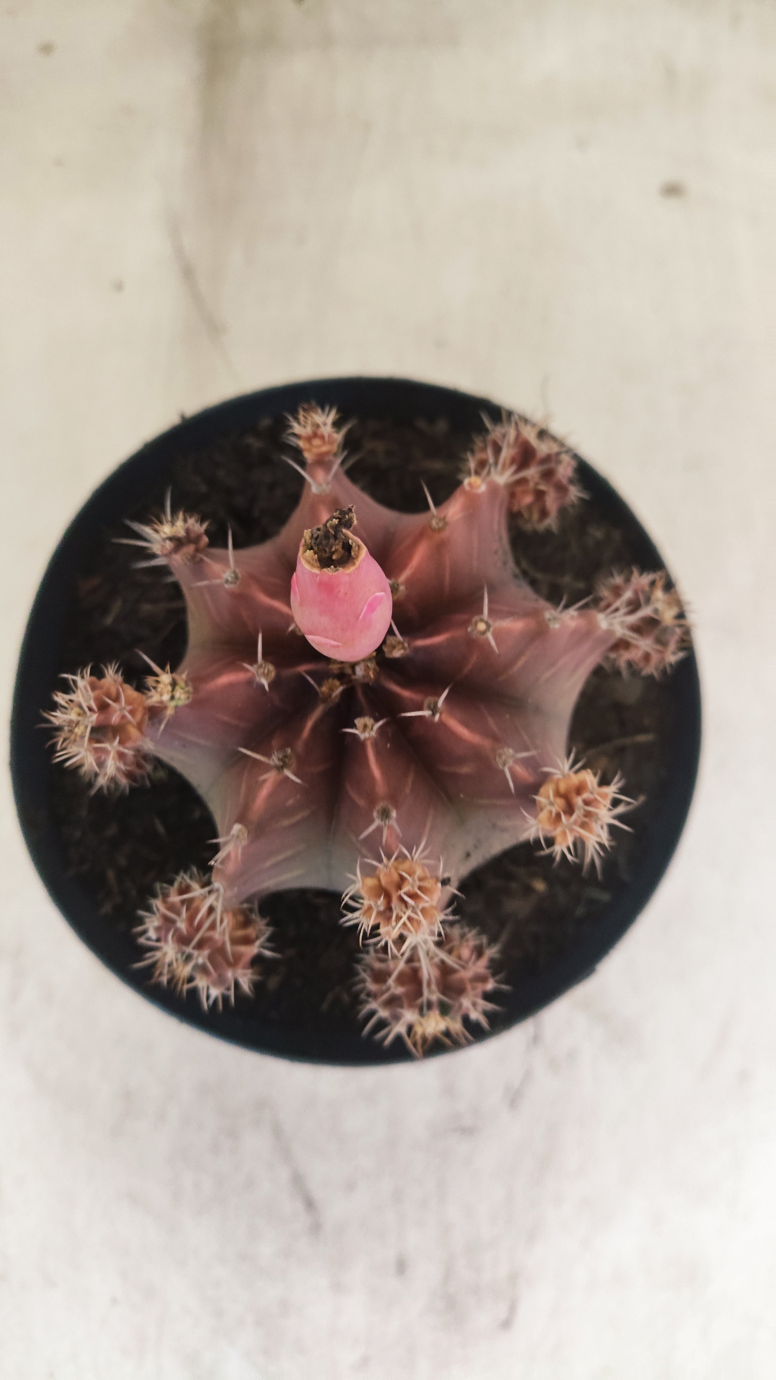 GYMNOCALYCIUM Mihanovichii Variegata "COLONIA" Nº 54 – vaso 15