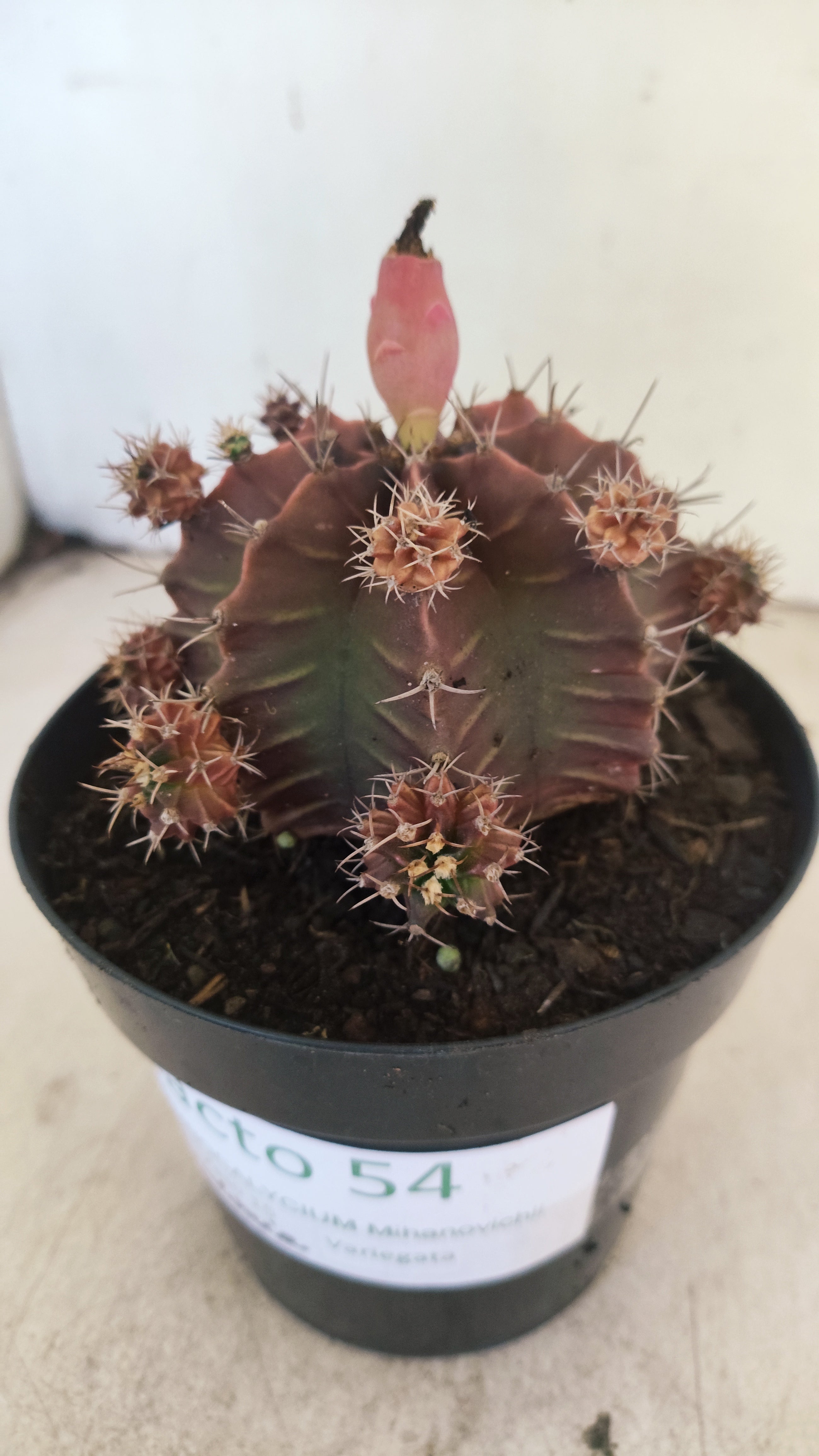 GYMNOCALYCIUM Mihanovichii Variegata "COLONIA" Nº 54 – vaso 15
