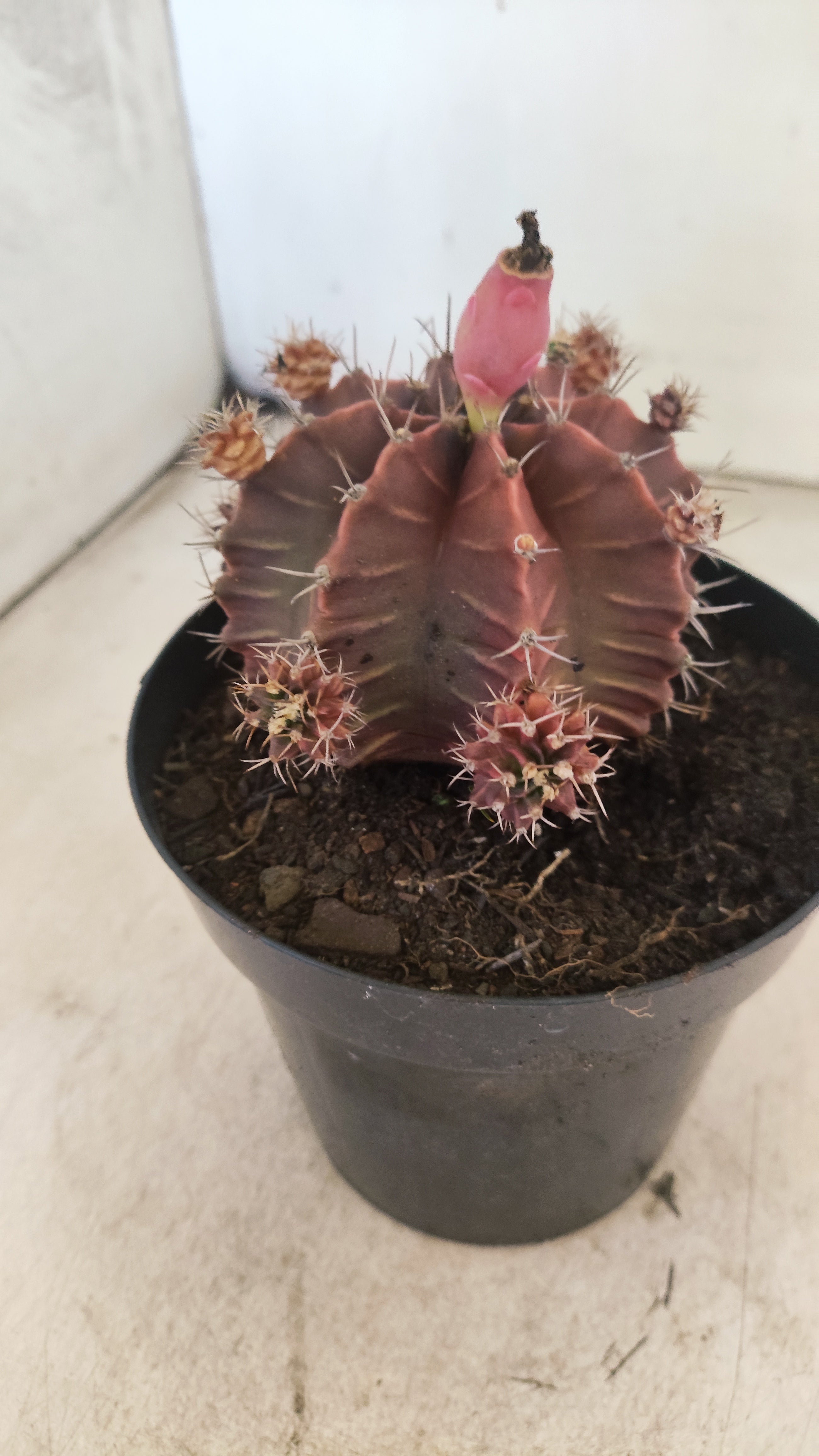 GYMNOCALYCIUM Mihanovichii Variegata "COLONIA" Nº 54 – vaso 15