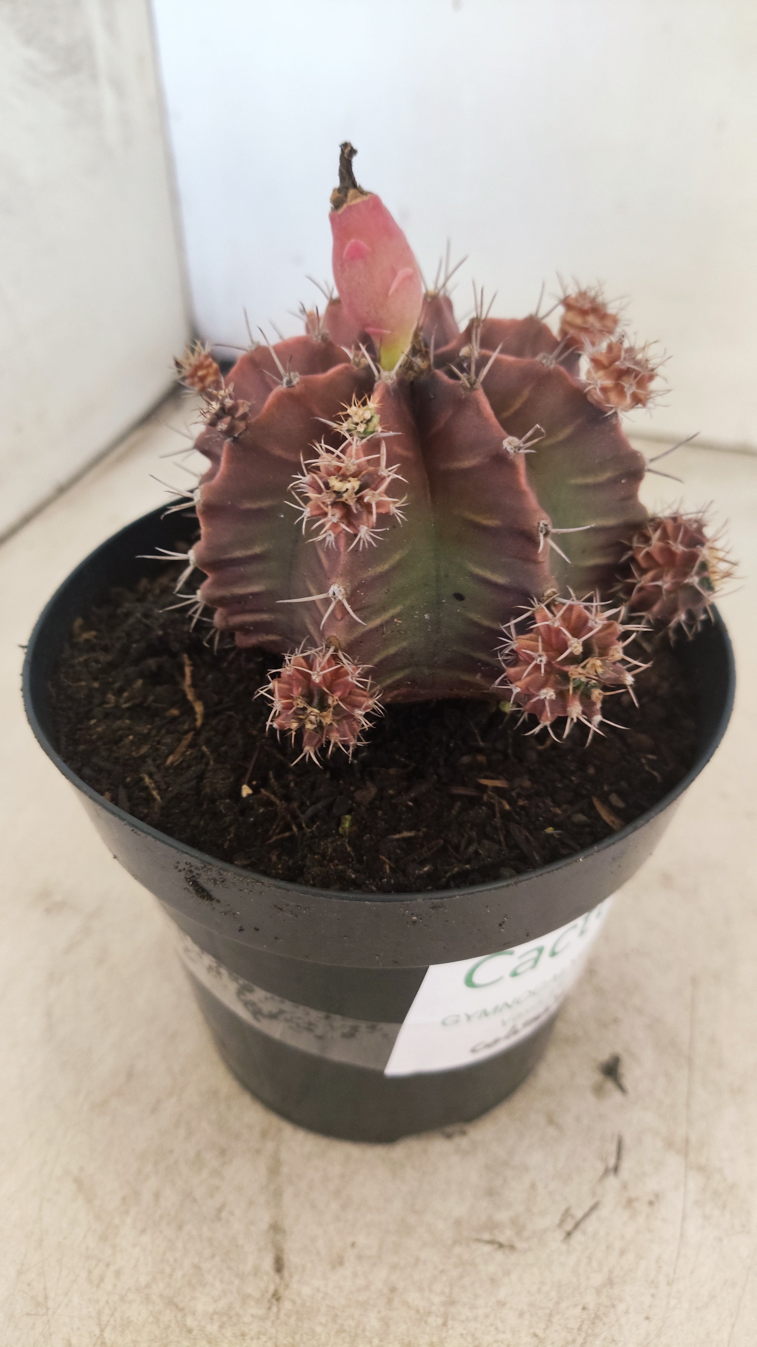 GYMNOCALYCIUM Mihanovichii Variegata "COLONIA" Nº 54 – vaso 15