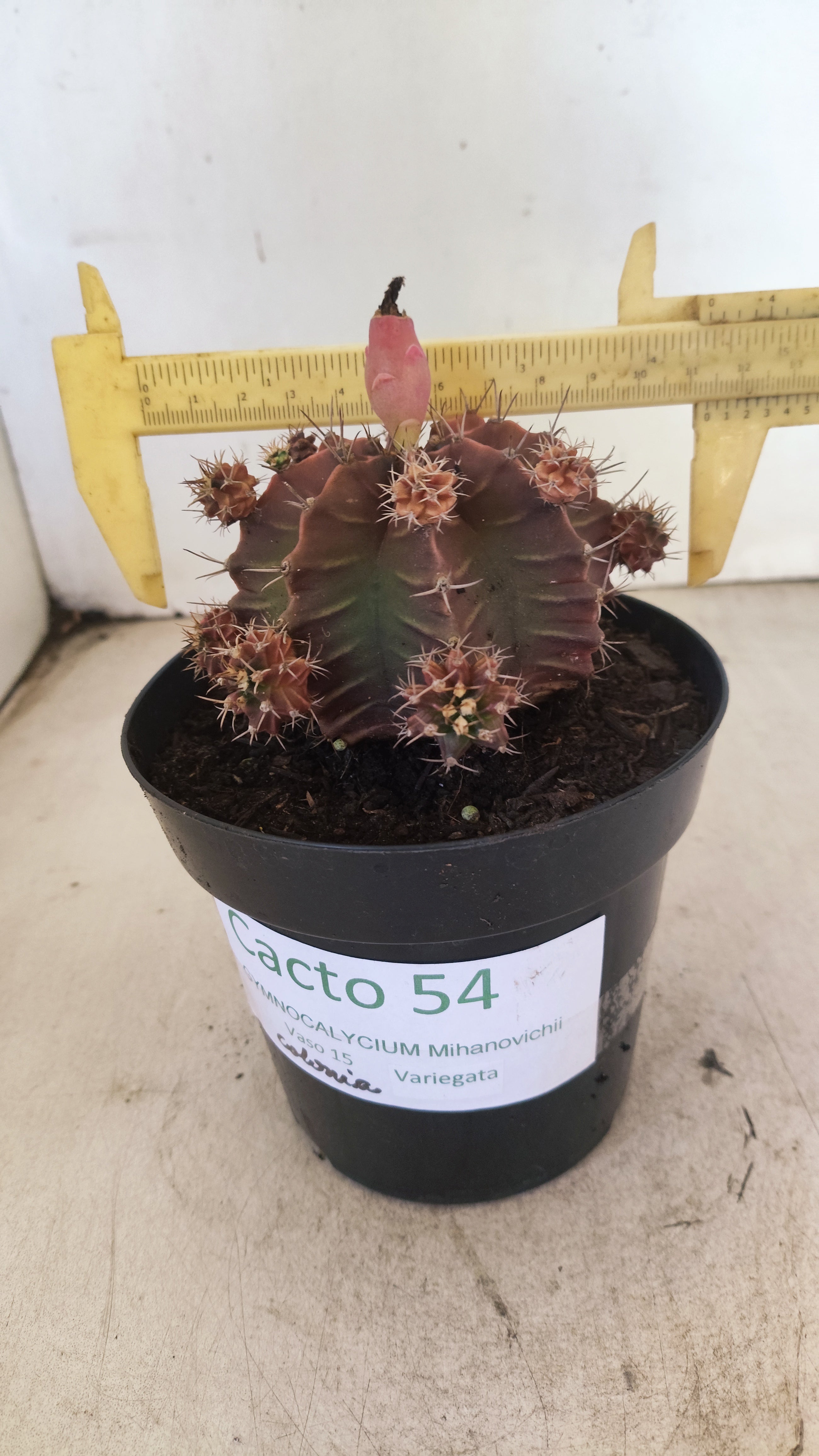 GYMNOCALYCIUM Mihanovichii Variegata "COLONIA" Nº 54 – vaso 15