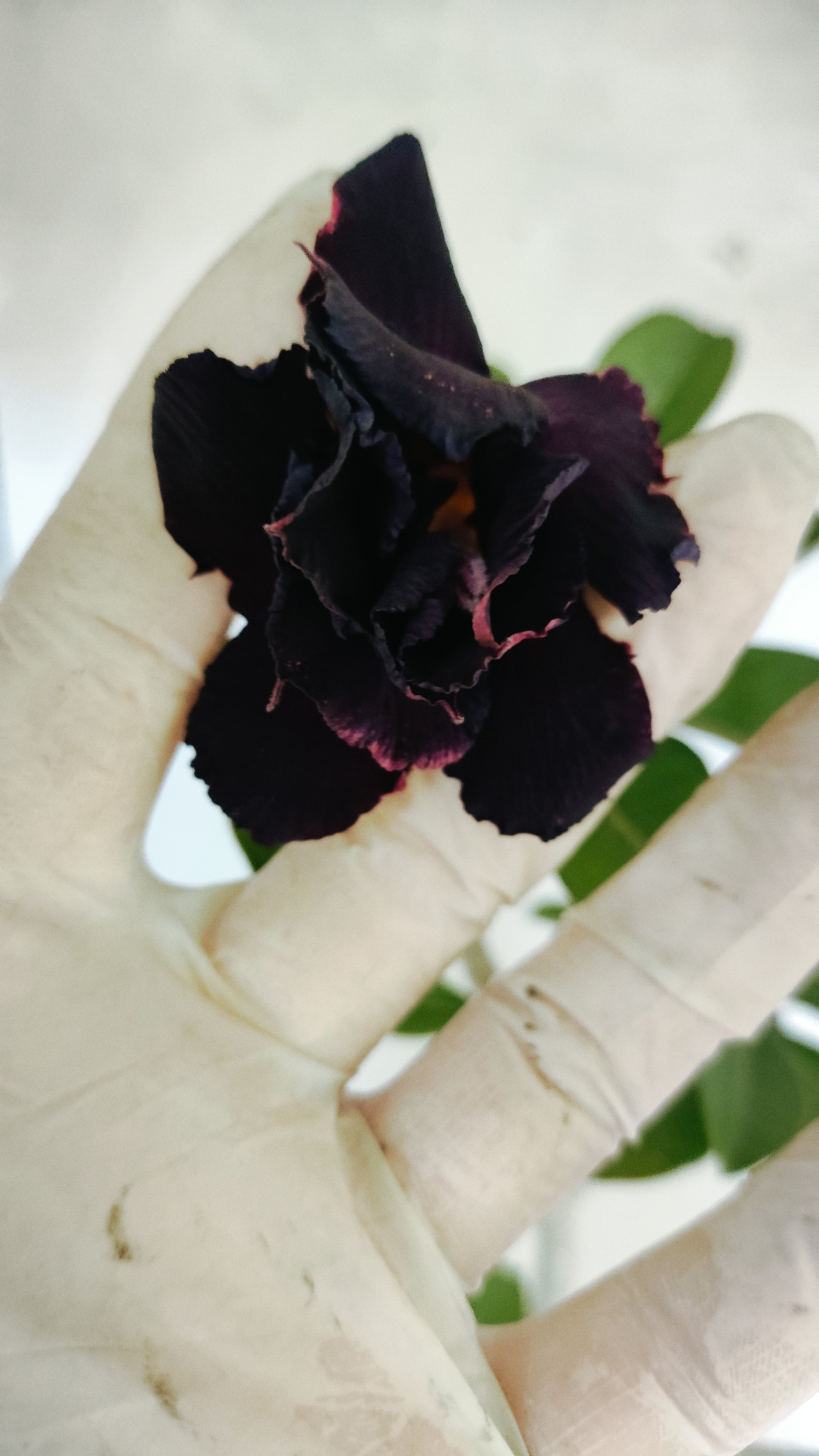 Planta Dobrada 3936 – 35cm – 03 anos