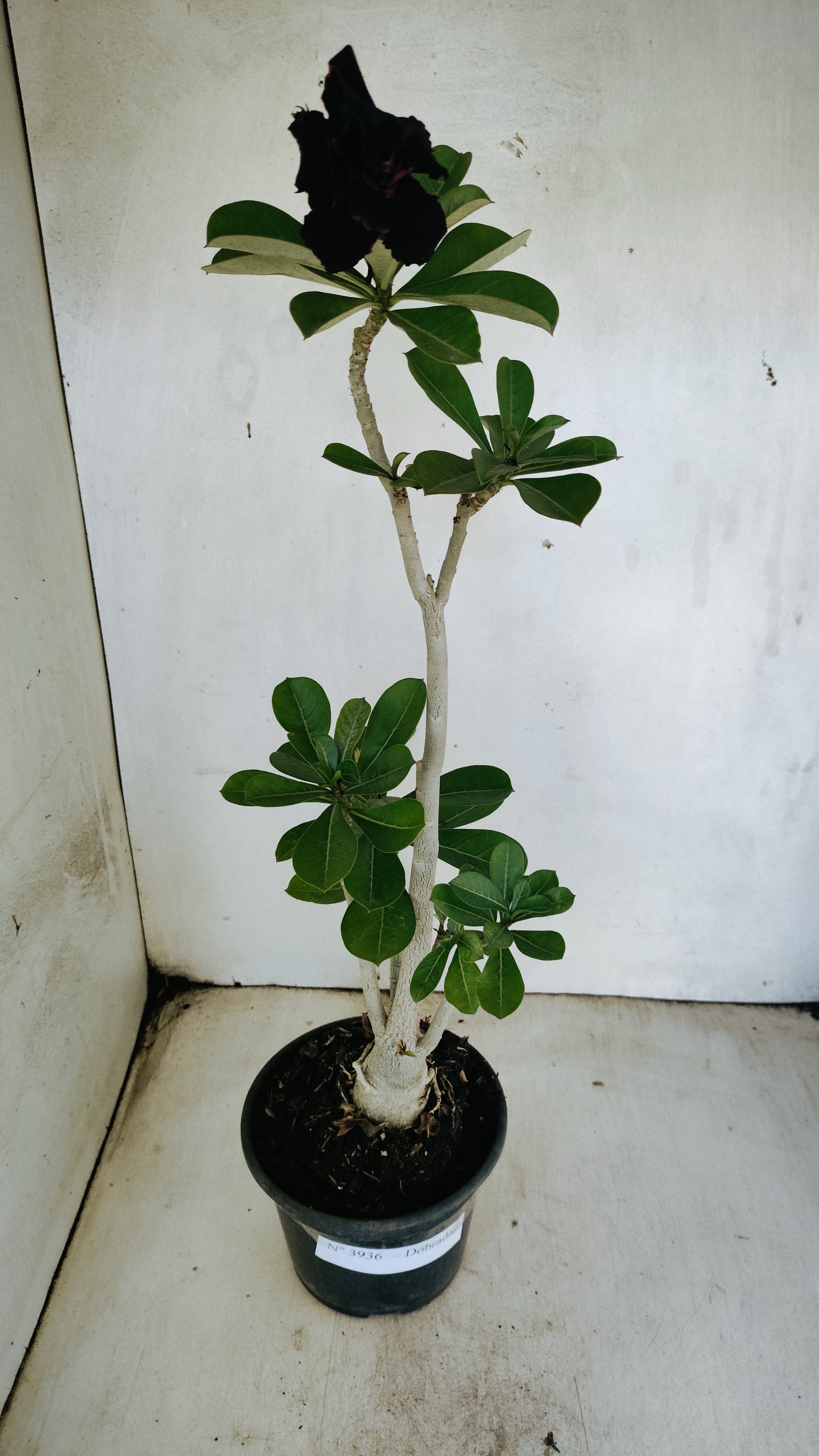 Planta Dobrada 3936 – 35cm – 03 anos