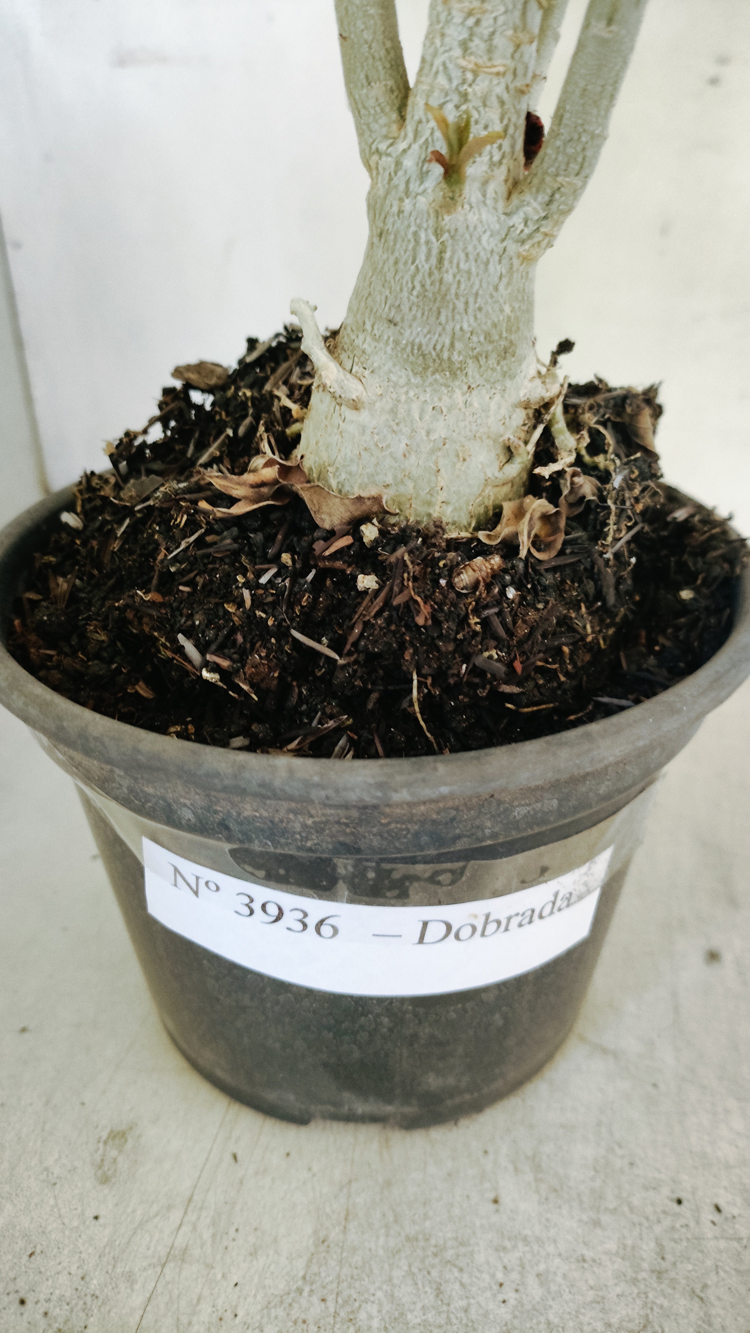Planta Dobrada 3936 – 35cm – 03 anos