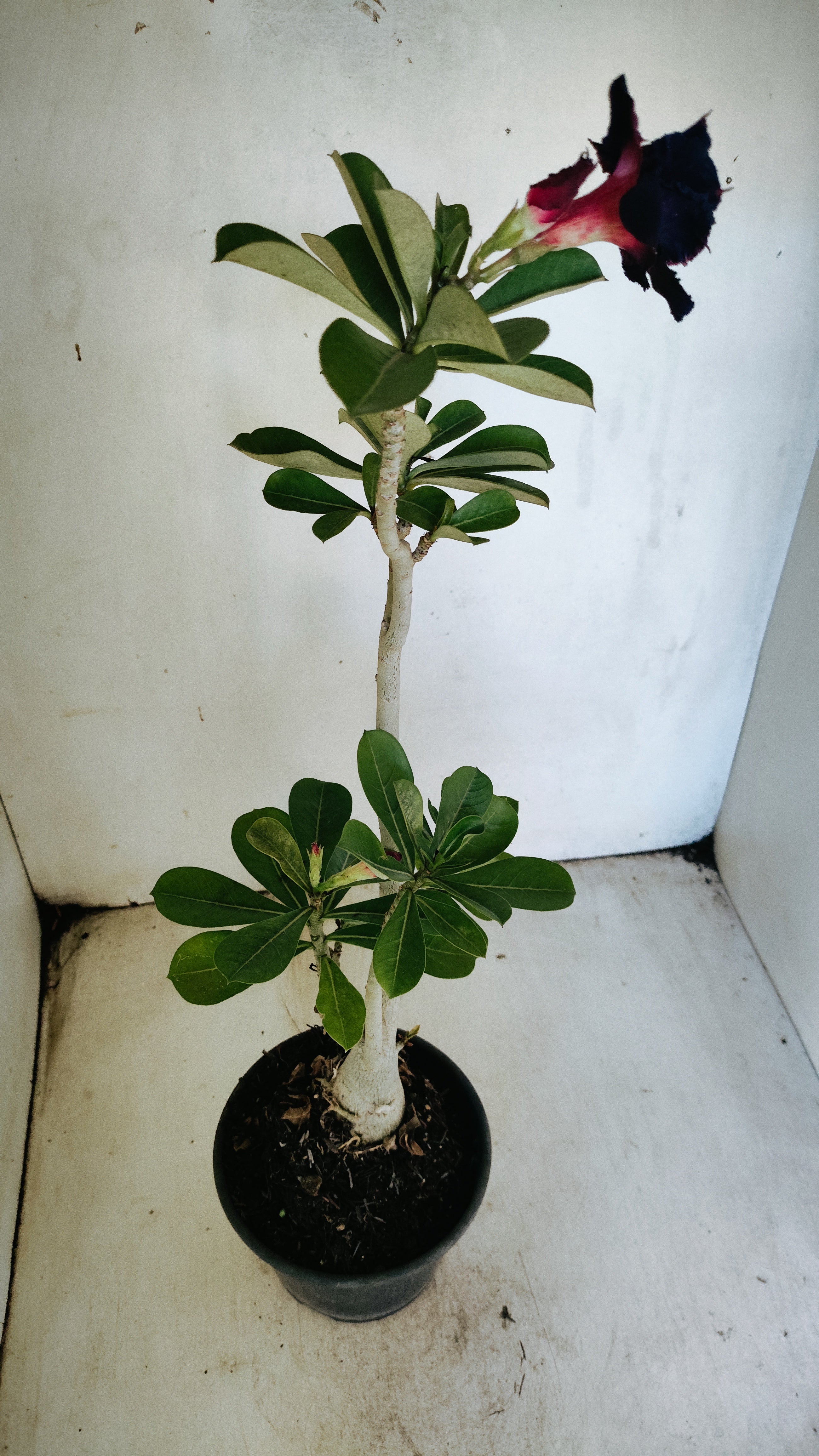 Planta Dobrada 3936 – 35cm – 03 anos