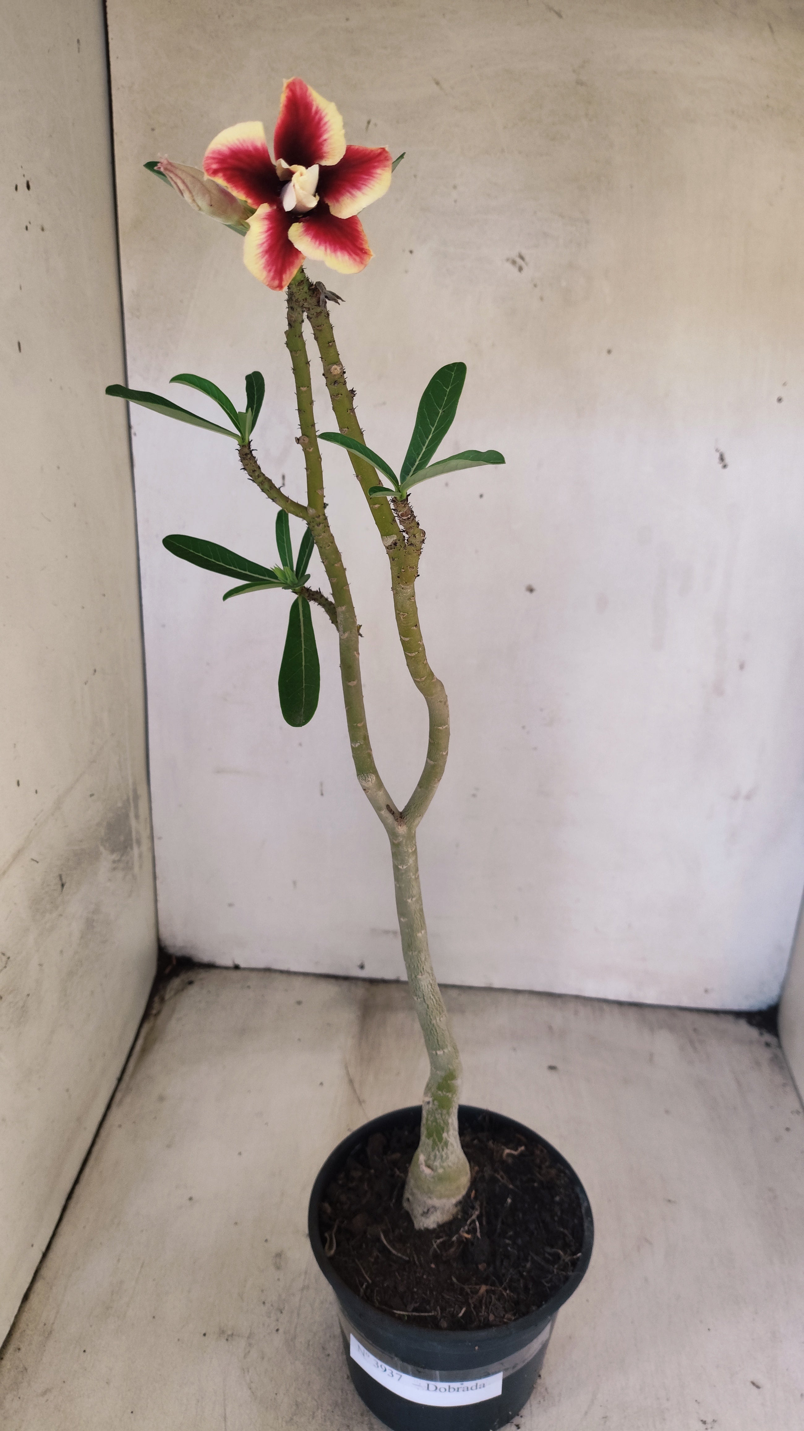 Planta Dobrada 3937 – 35cm – 02 anos