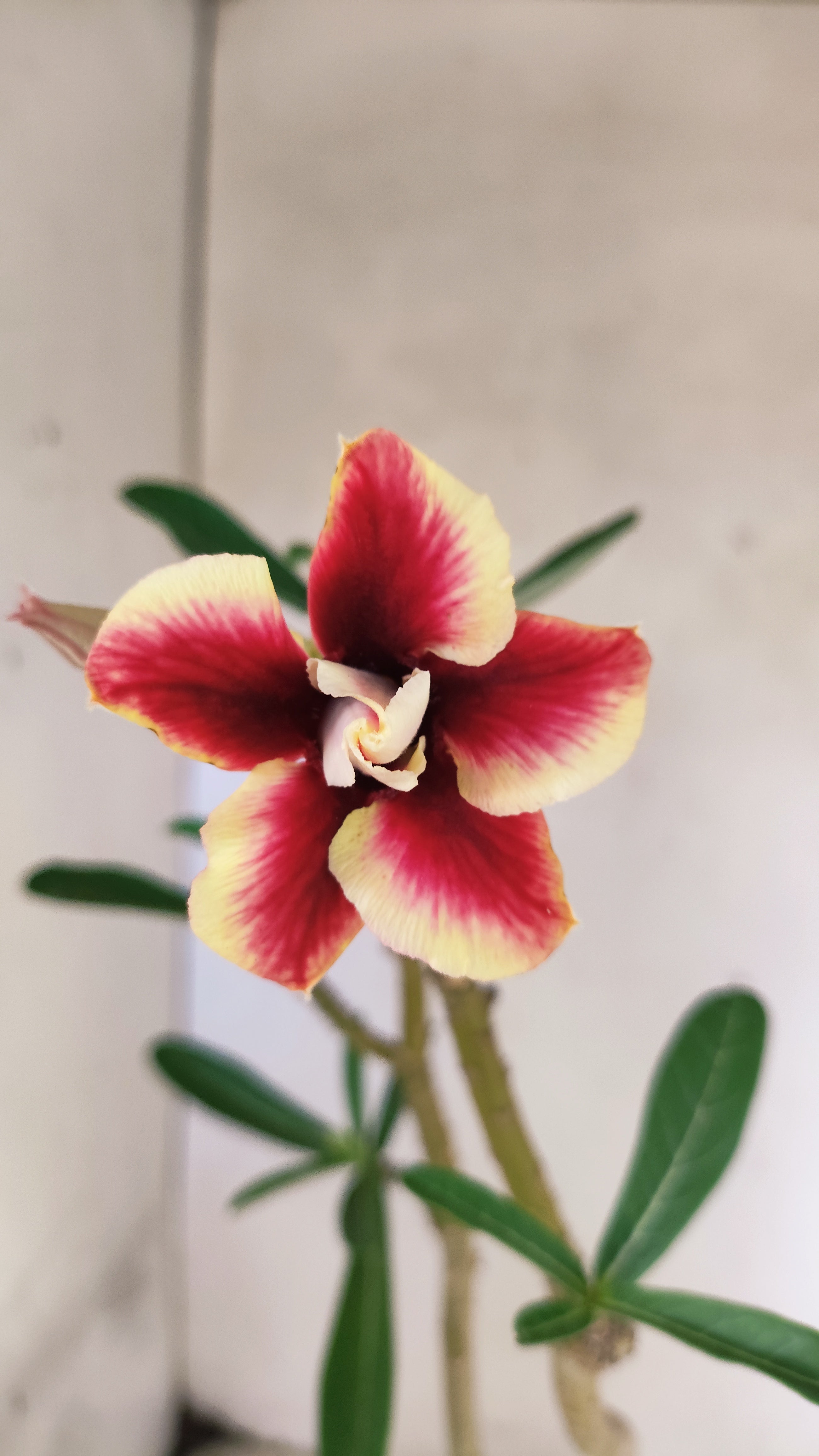 Planta Dobrada 3937 – 35cm – 02 anos