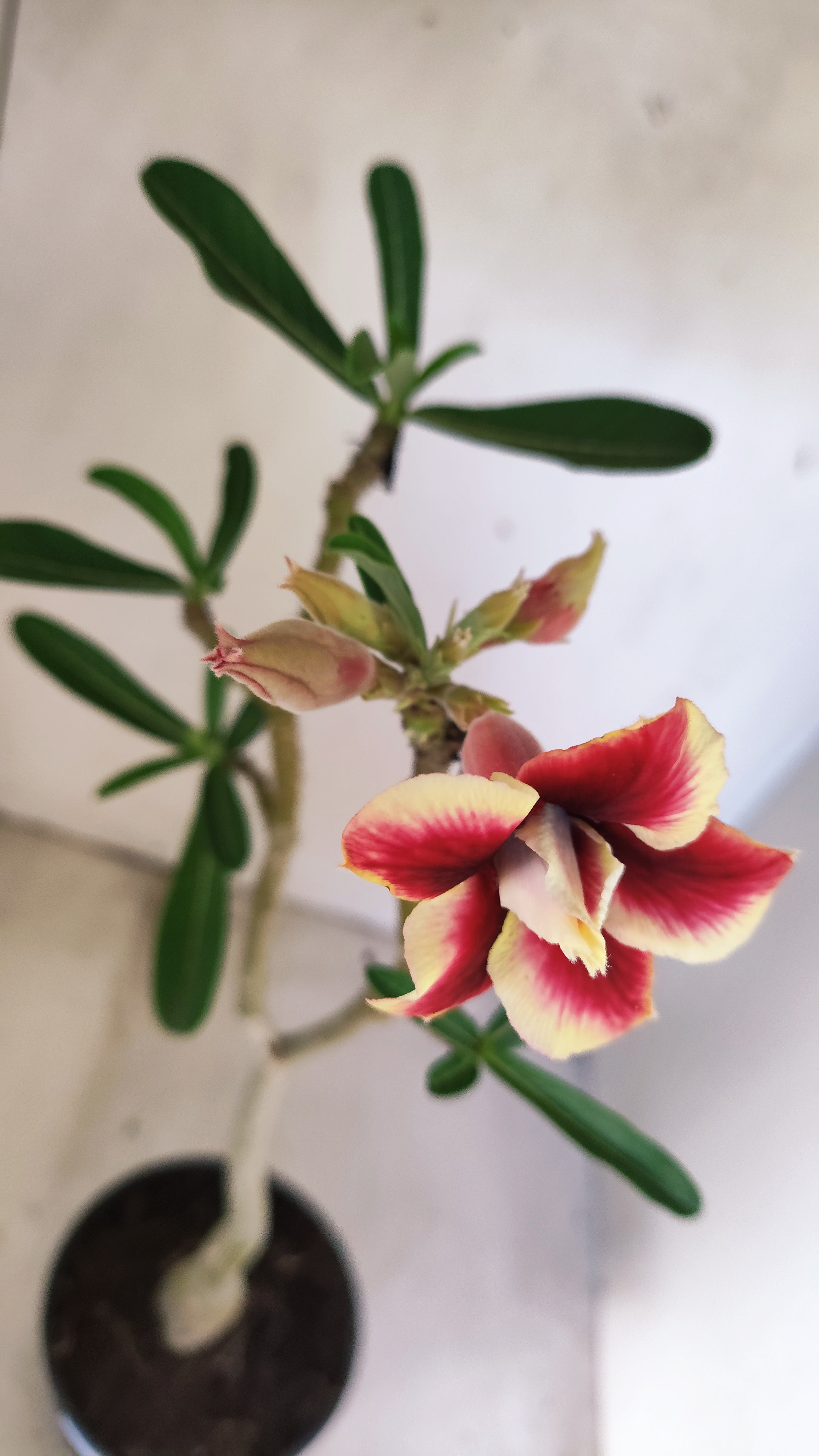 Planta Dobrada 3937 – 35cm – 02 anos