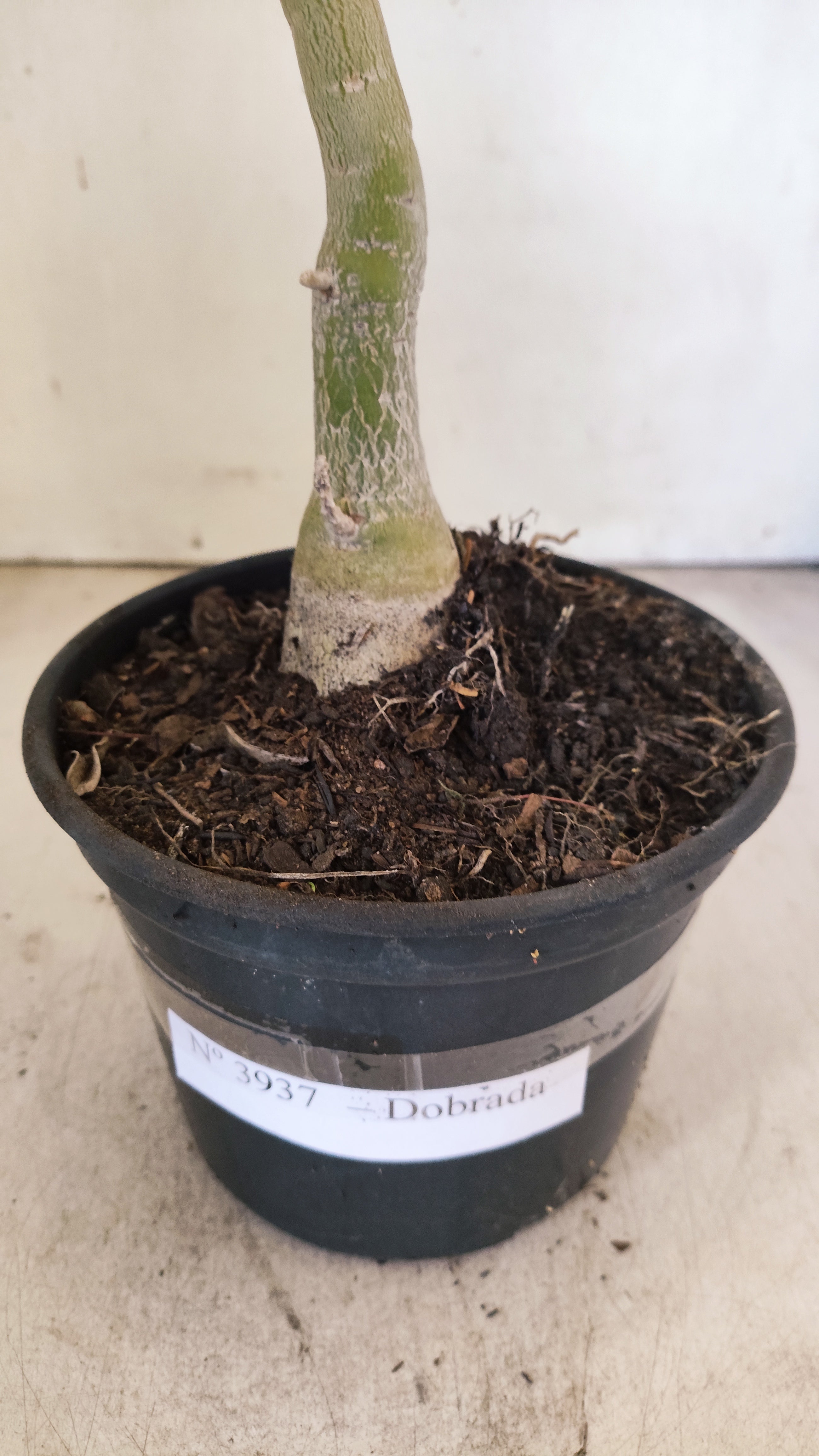 Planta Dobrada 3937 – 35cm – 02 anos