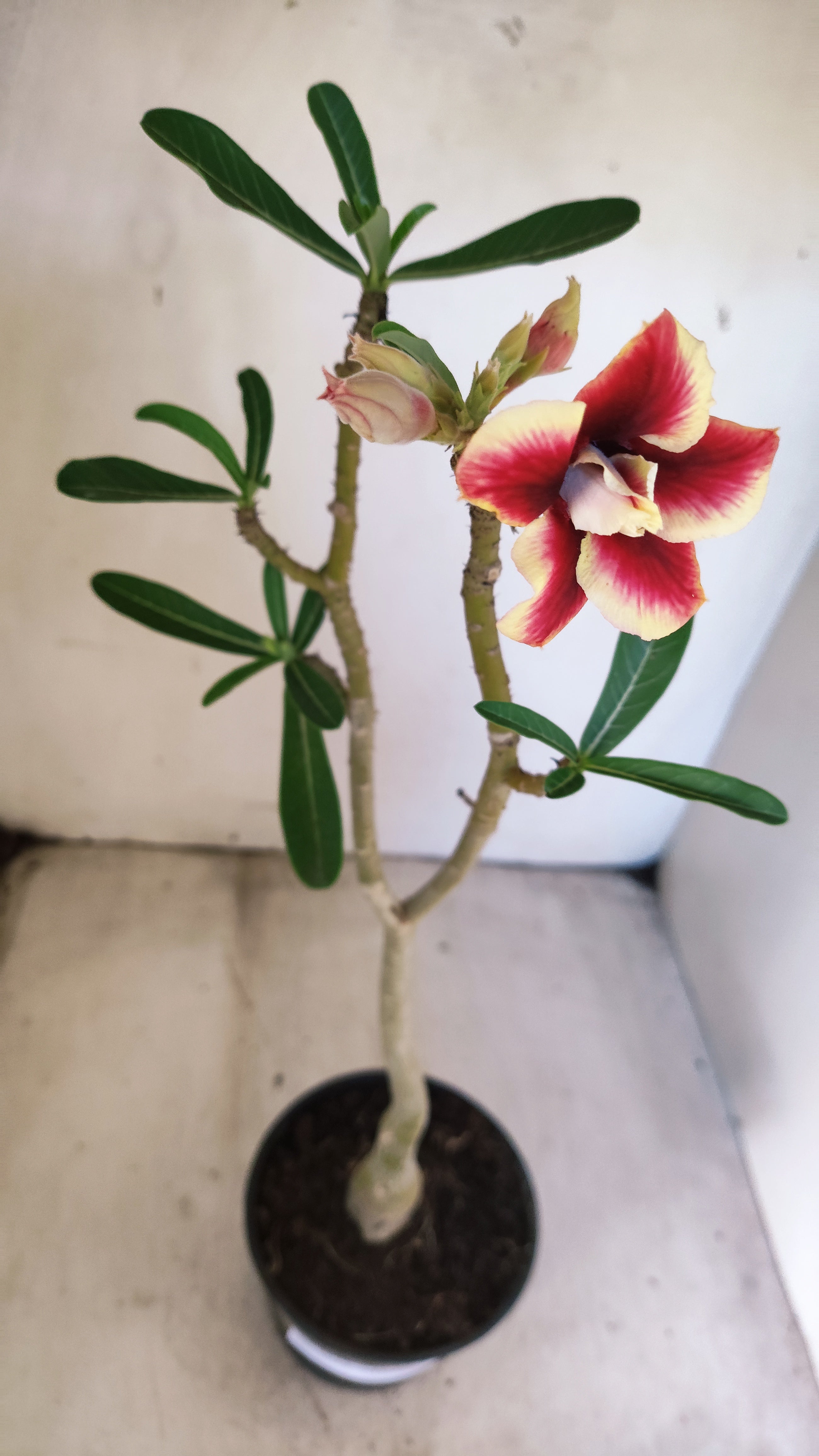 Planta Dobrada 3937 – 35cm – 02 anos