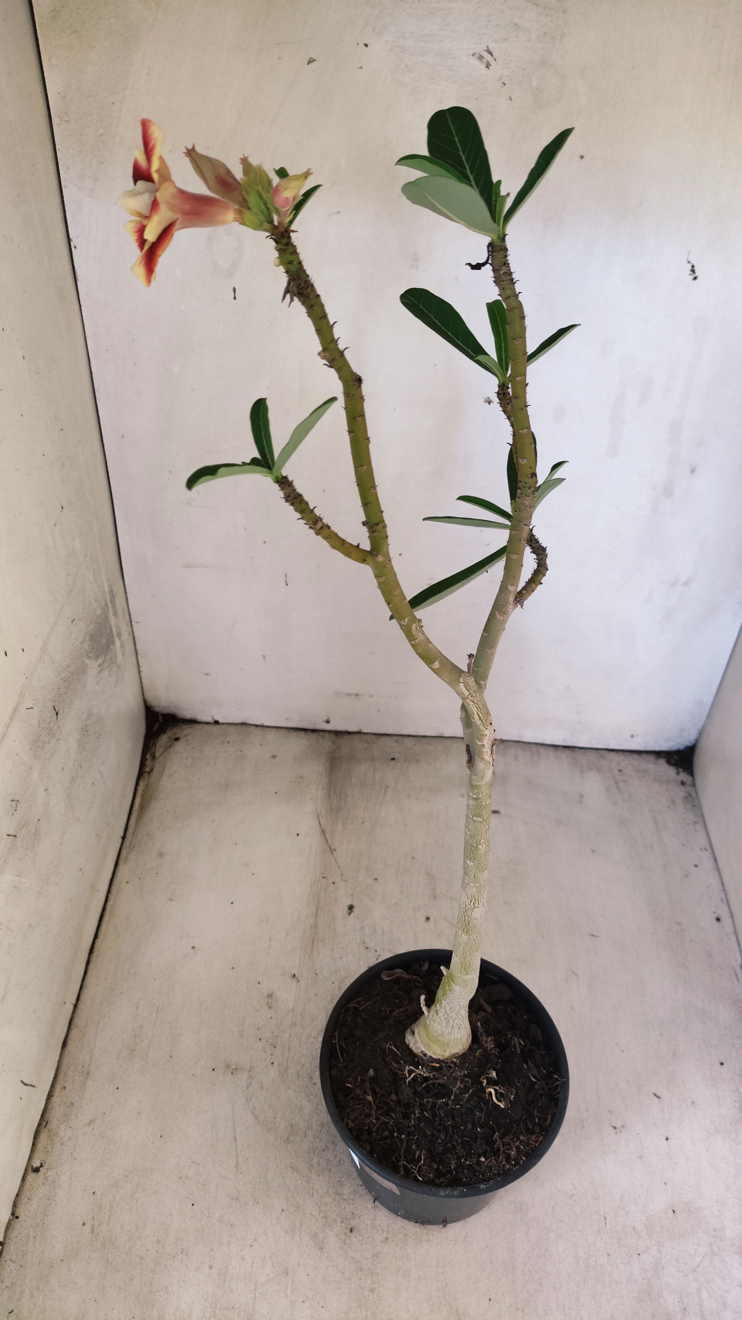 Planta Dobrada 3937 – 35cm – 02 anos