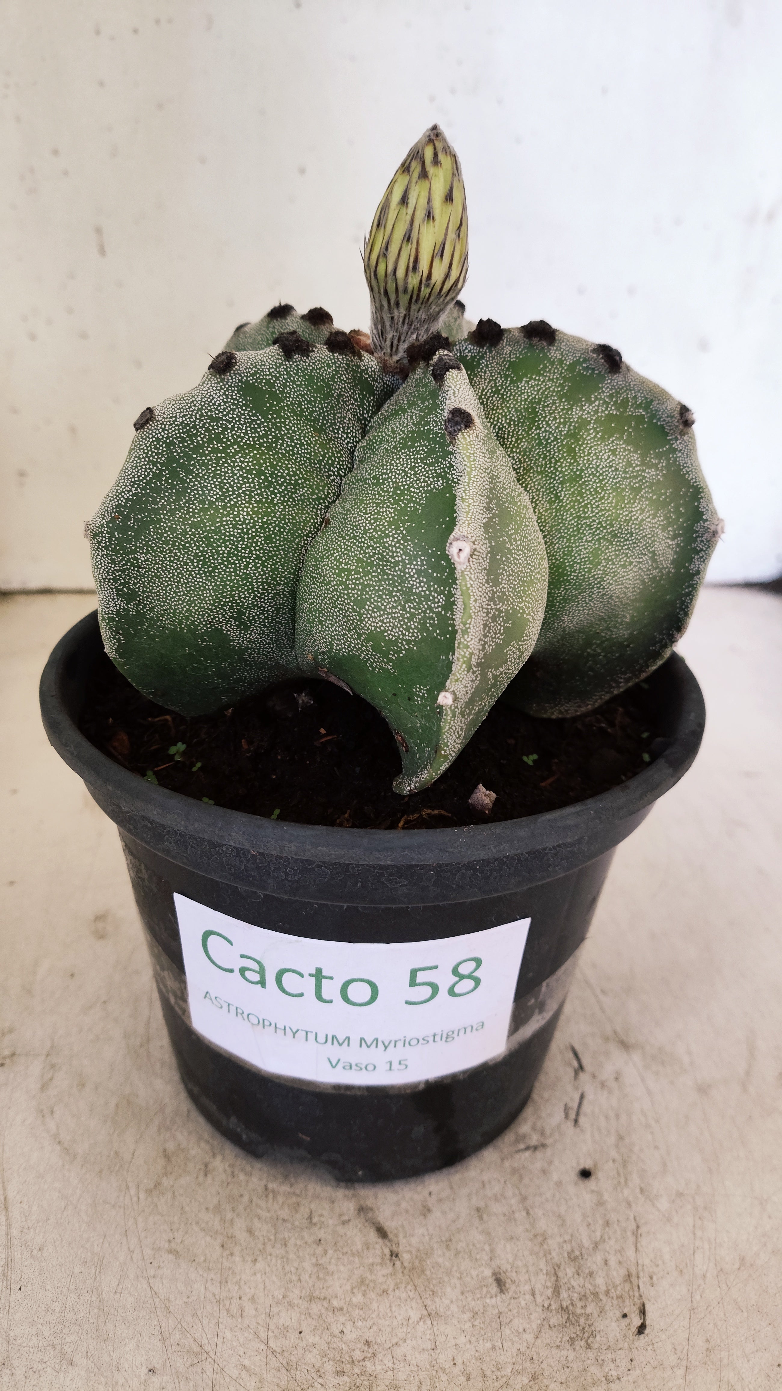 ASTROPHYTUM MYRIOSTIGMA  Nº 58 – vaso 15