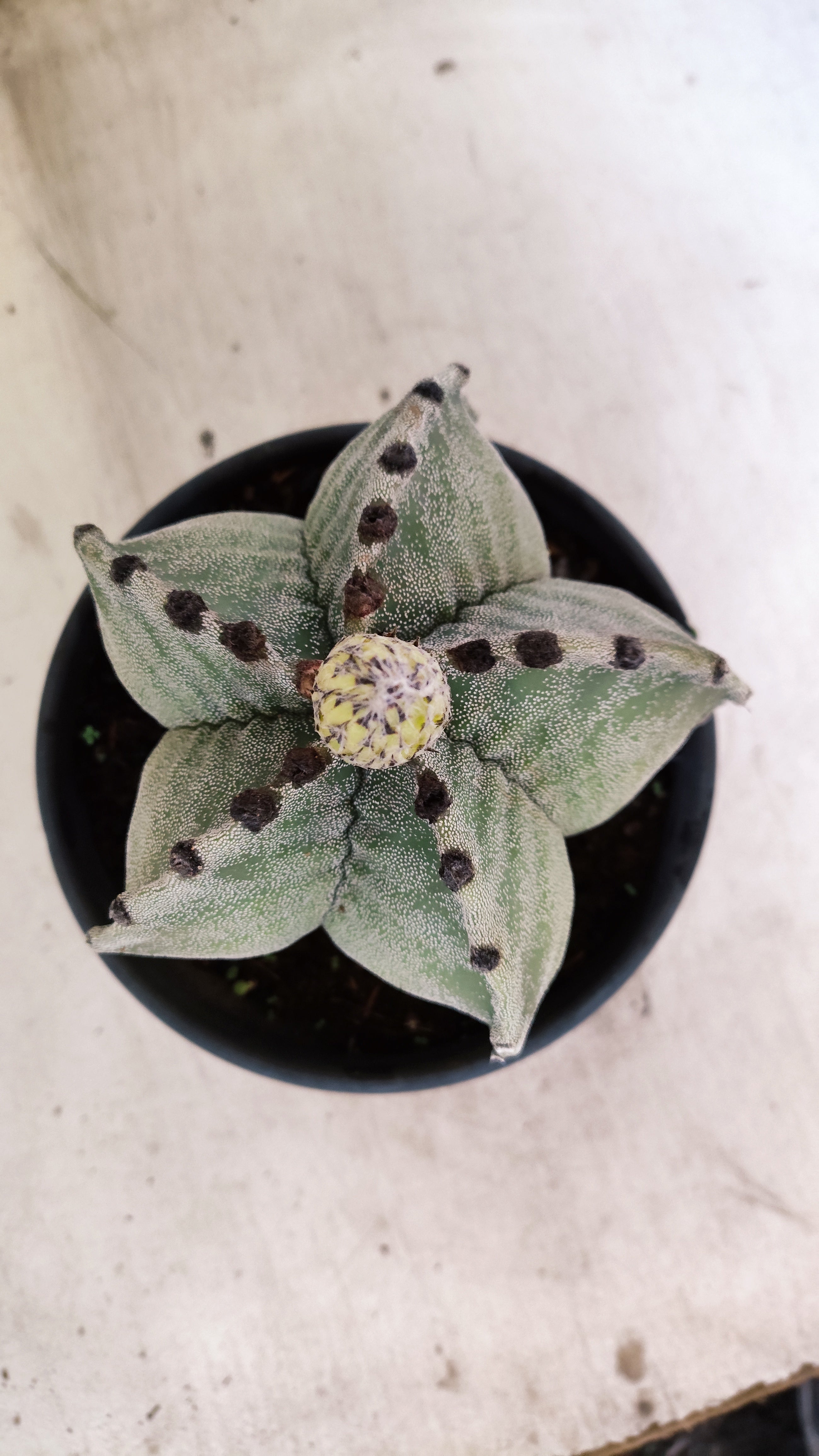 ASTROPHYTUM MYRIOSTIGMA  Nº 58 – vaso 15