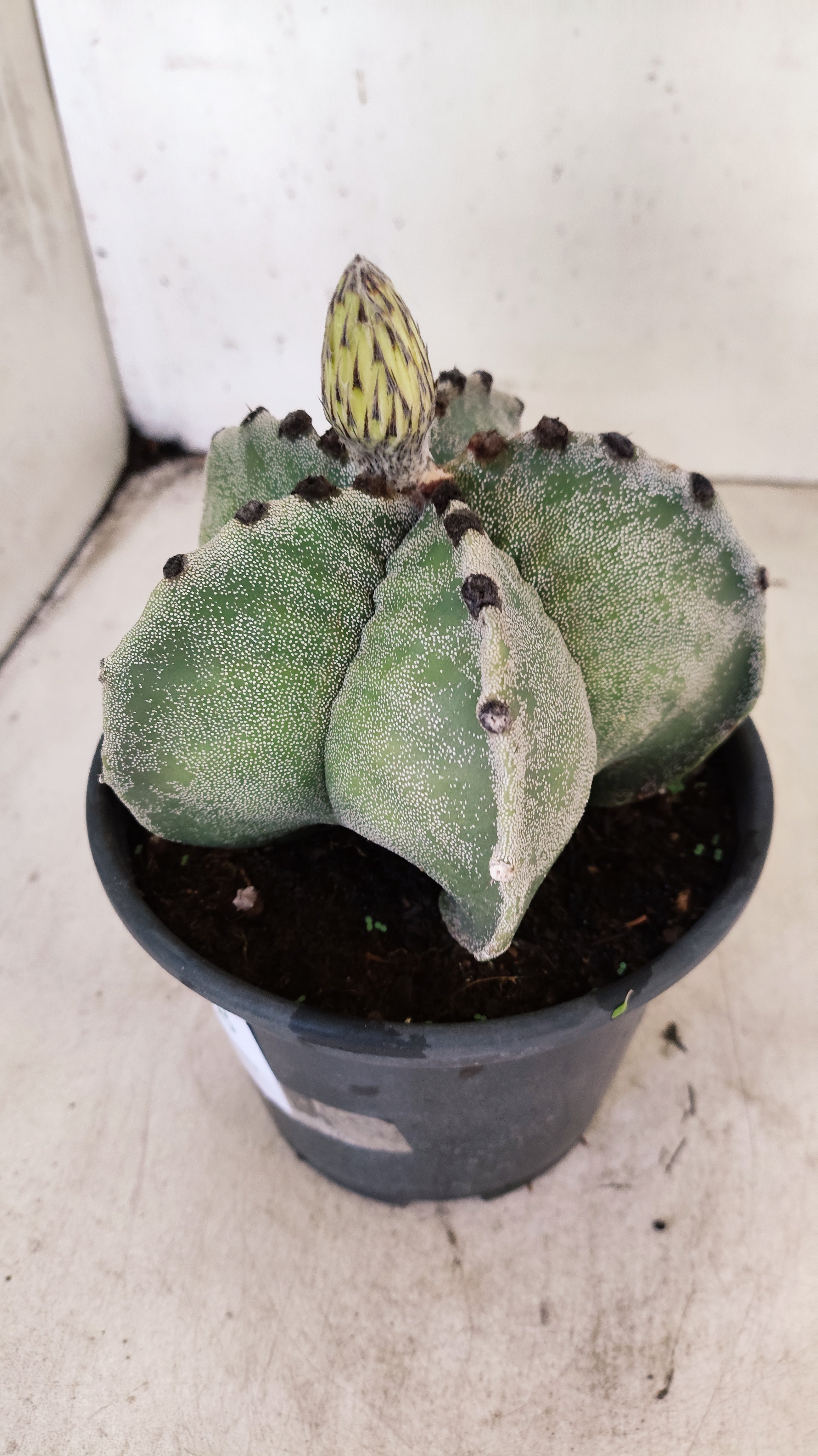 ASTROPHYTUM MYRIOSTIGMA  Nº 58 – vaso 15