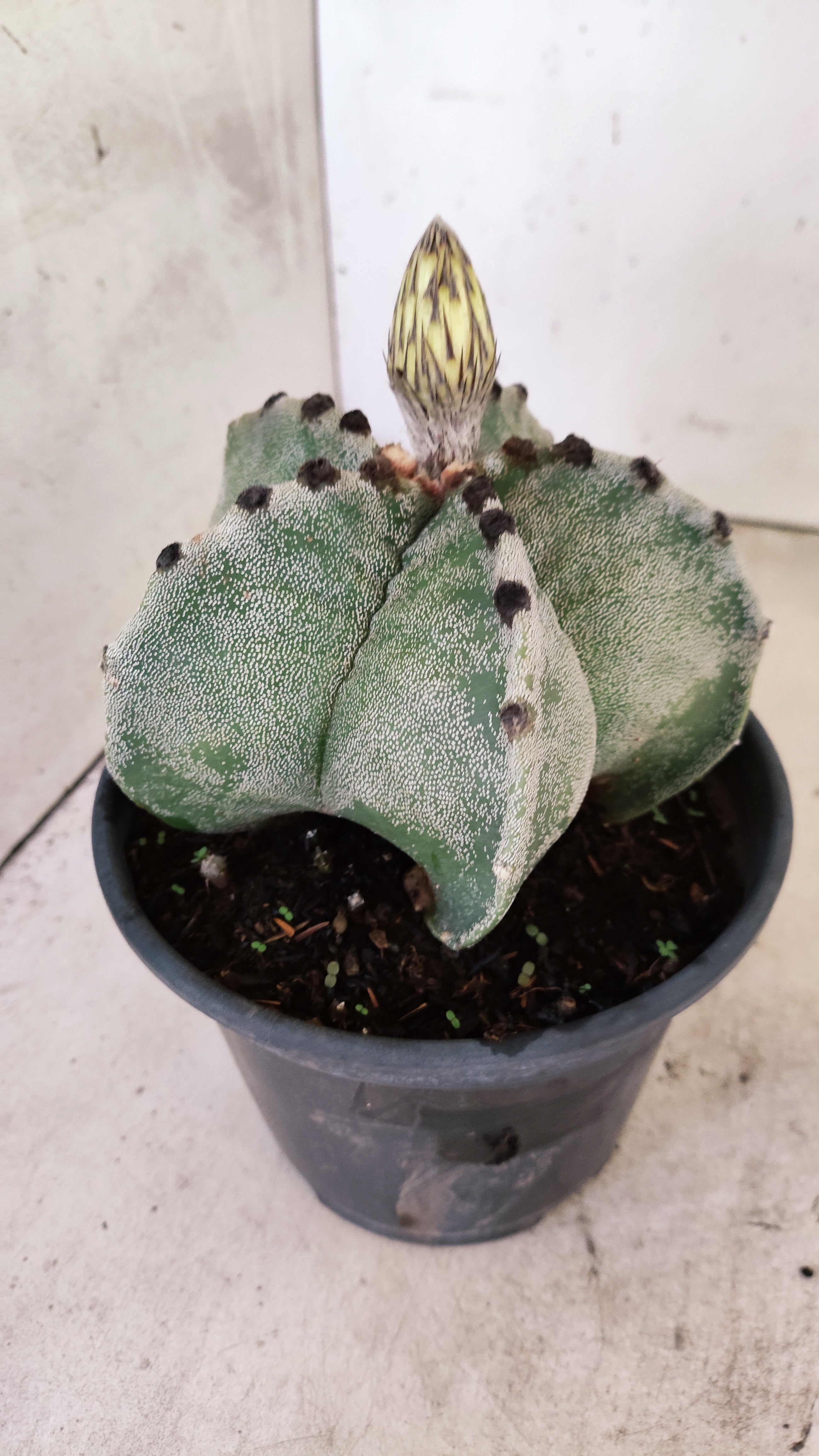 ASTROPHYTUM MYRIOSTIGMA  Nº 58 – vaso 15
