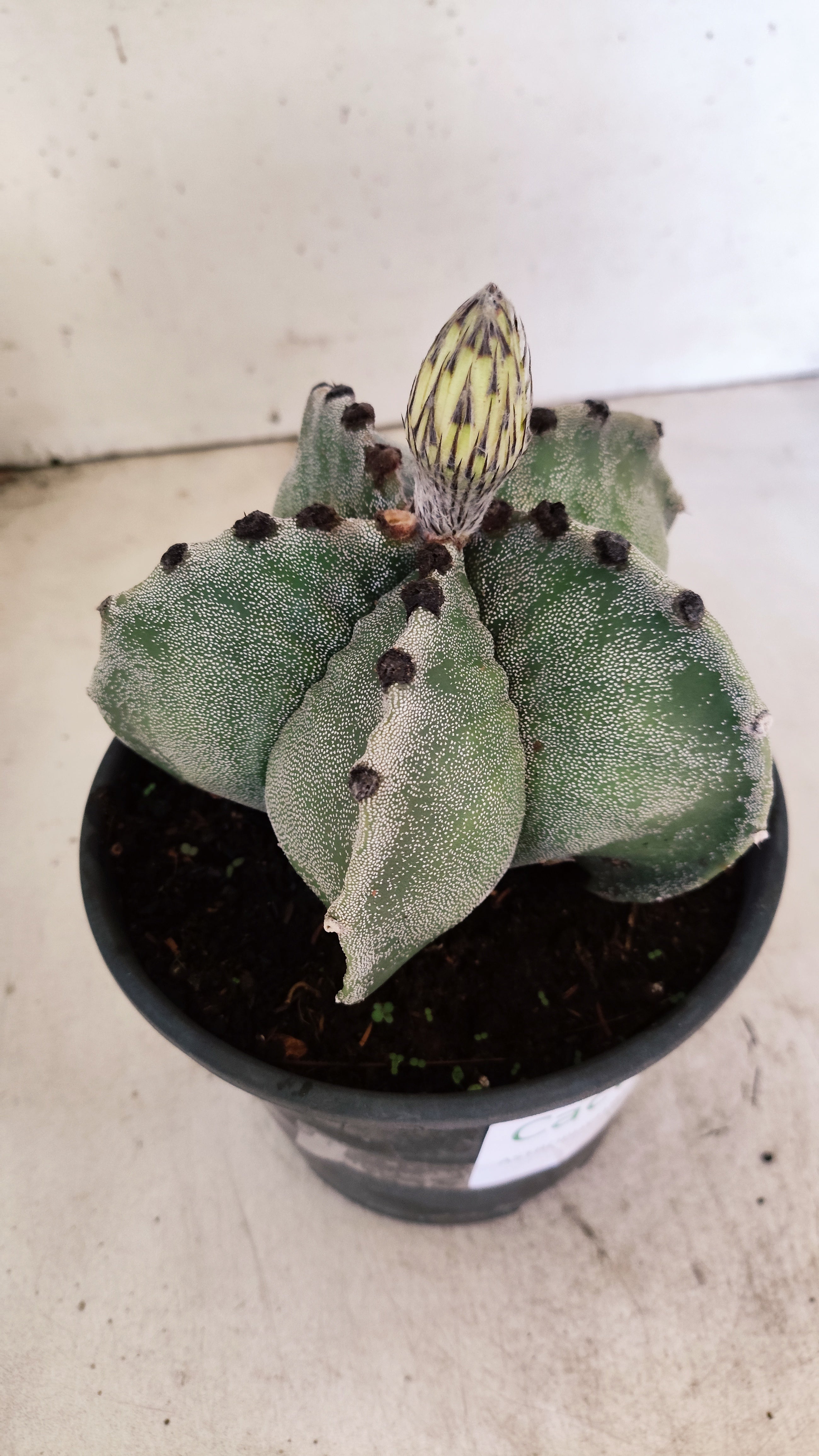 ASTROPHYTUM MYRIOSTIGMA  Nº 58 – vaso 15