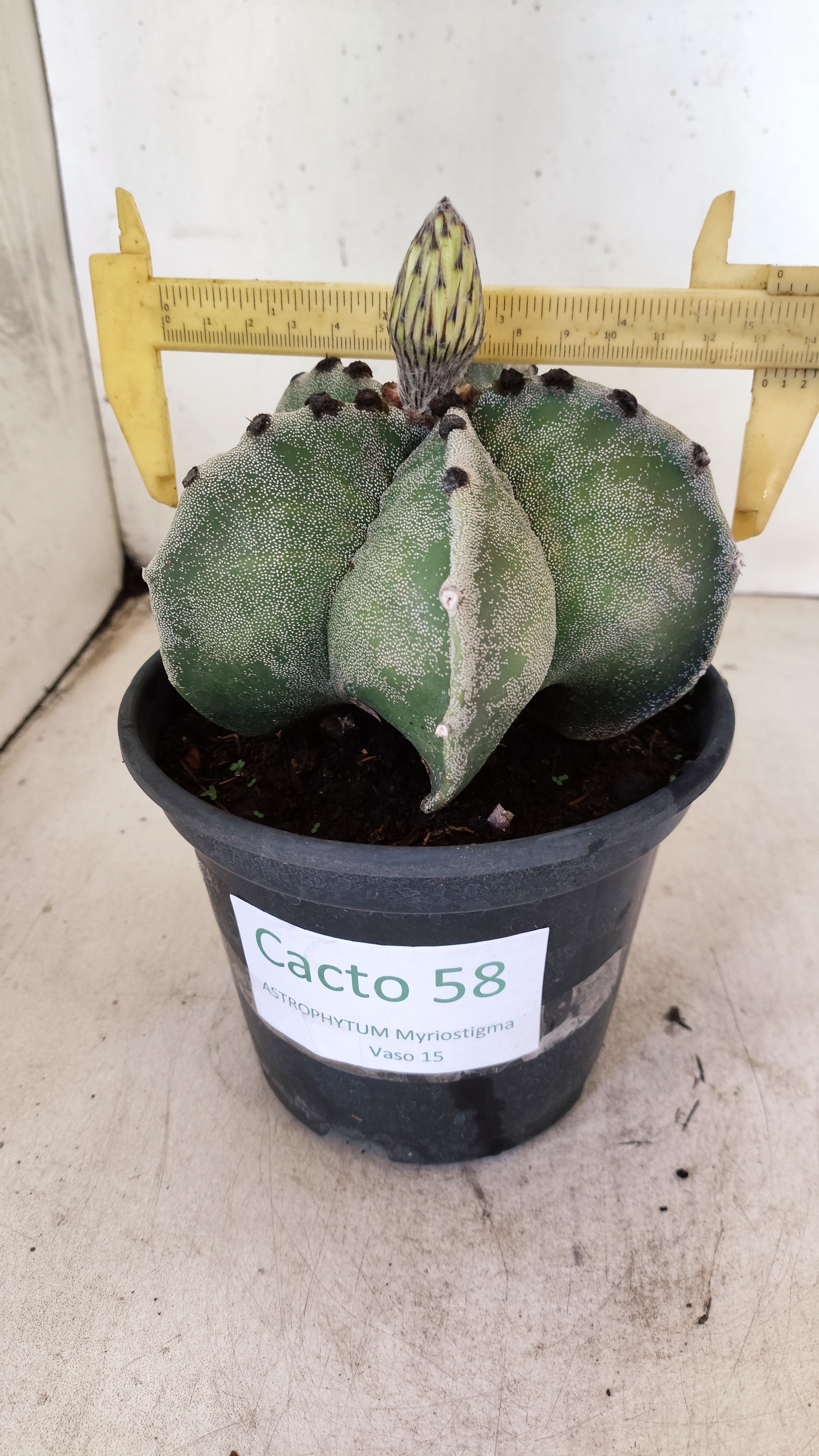 ASTROPHYTUM MYRIOSTIGMA  Nº 58 – vaso 15