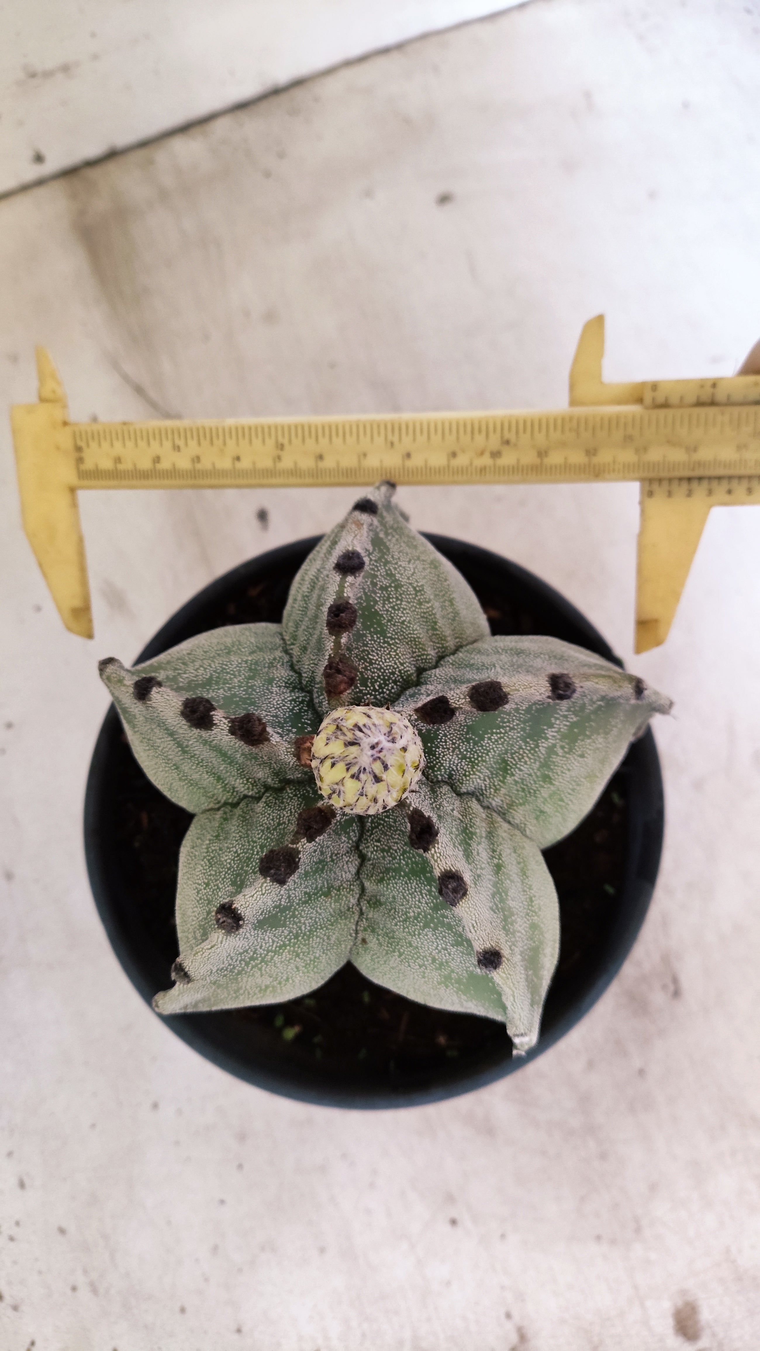 ASTROPHYTUM MYRIOSTIGMA  Nº 58 – vaso 15