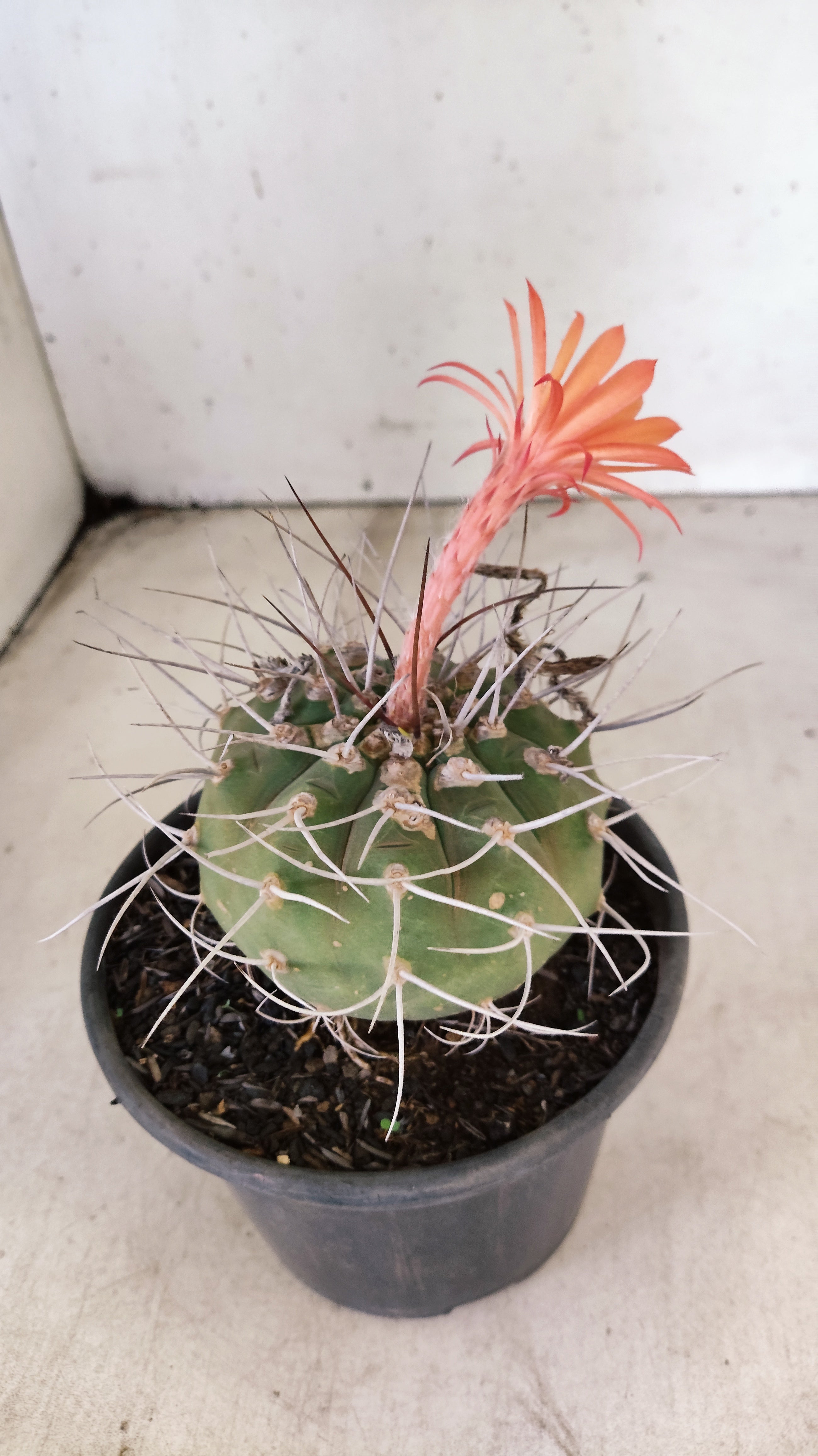 MATRIZ MATUCANA MADISONIORUM Nº 340 – vaso 15